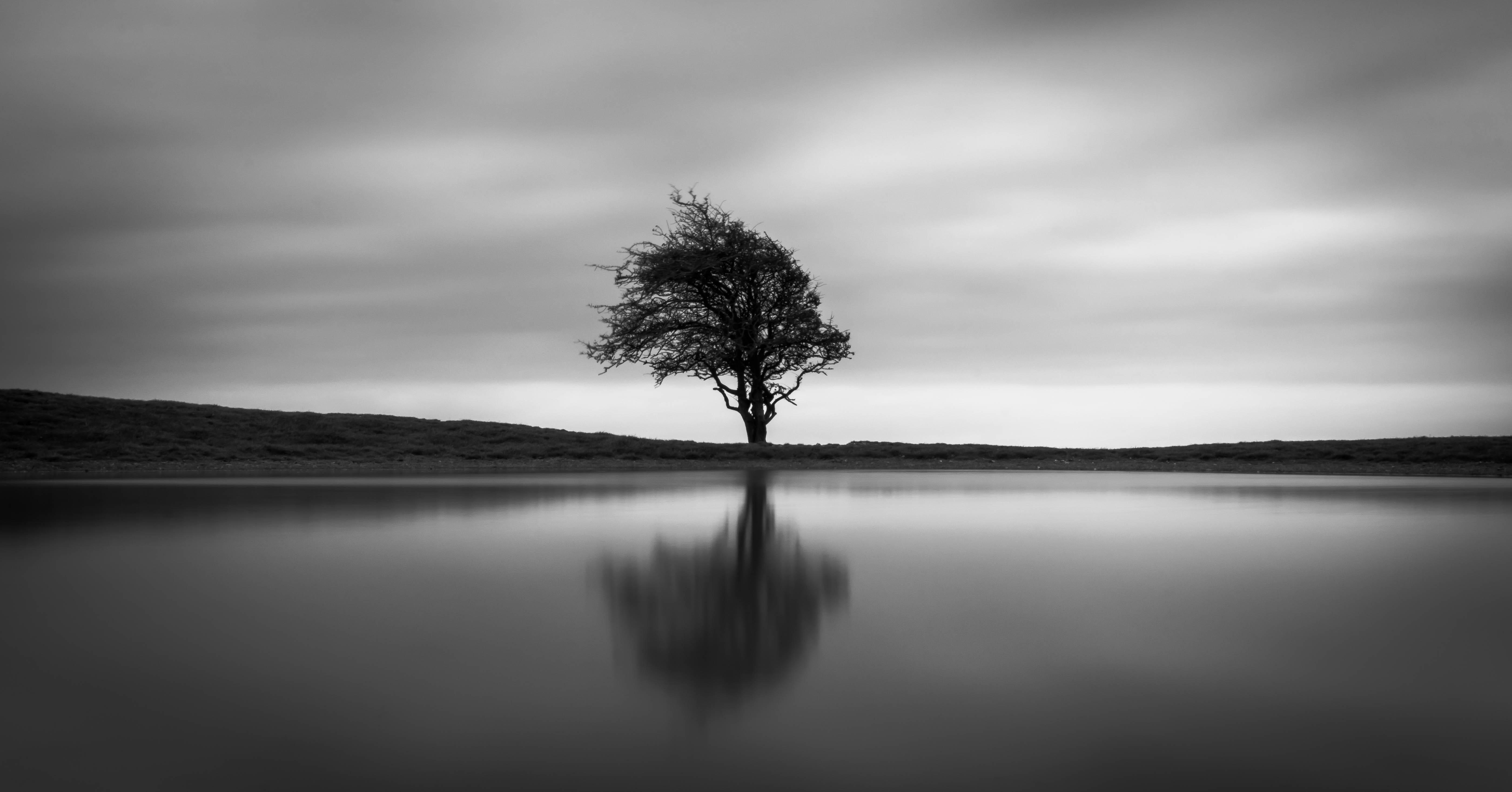 tree, nature, monochrome, black and white, 4k, 5k
