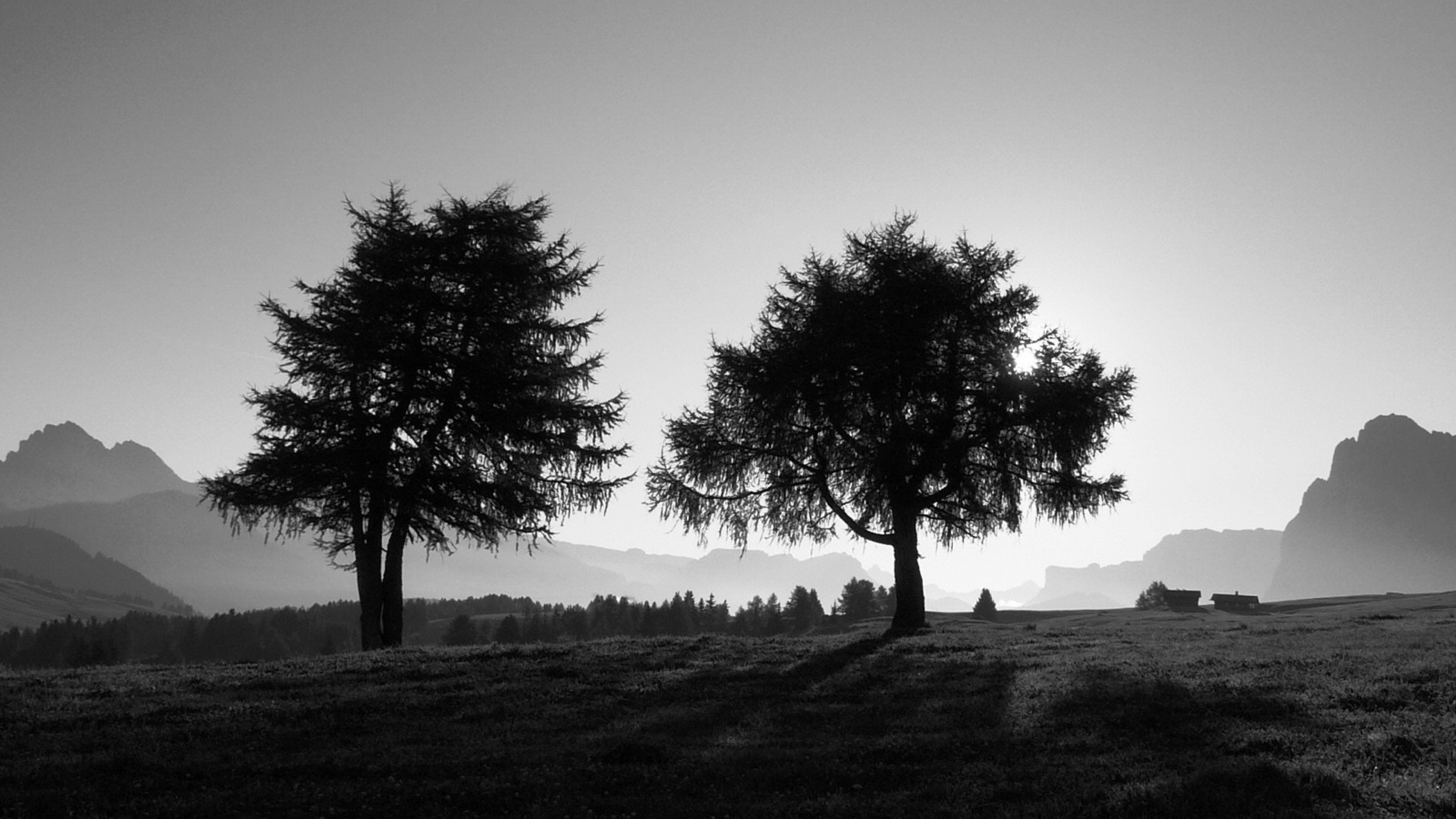 Preview Wallpaper Trees, Slope, Black And White Data HD Wallpaper