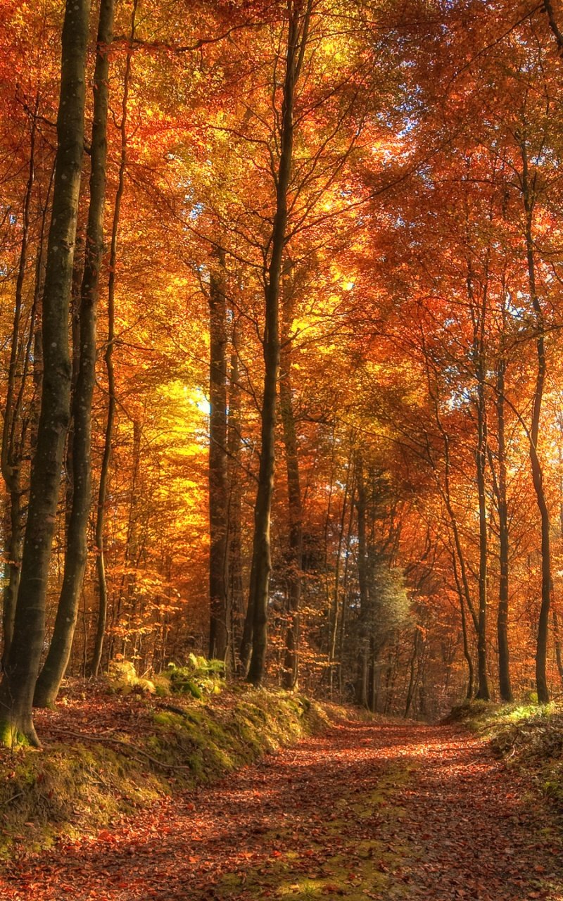 Autumn Forest Mobile Wallpapers - Wallpaper Cave