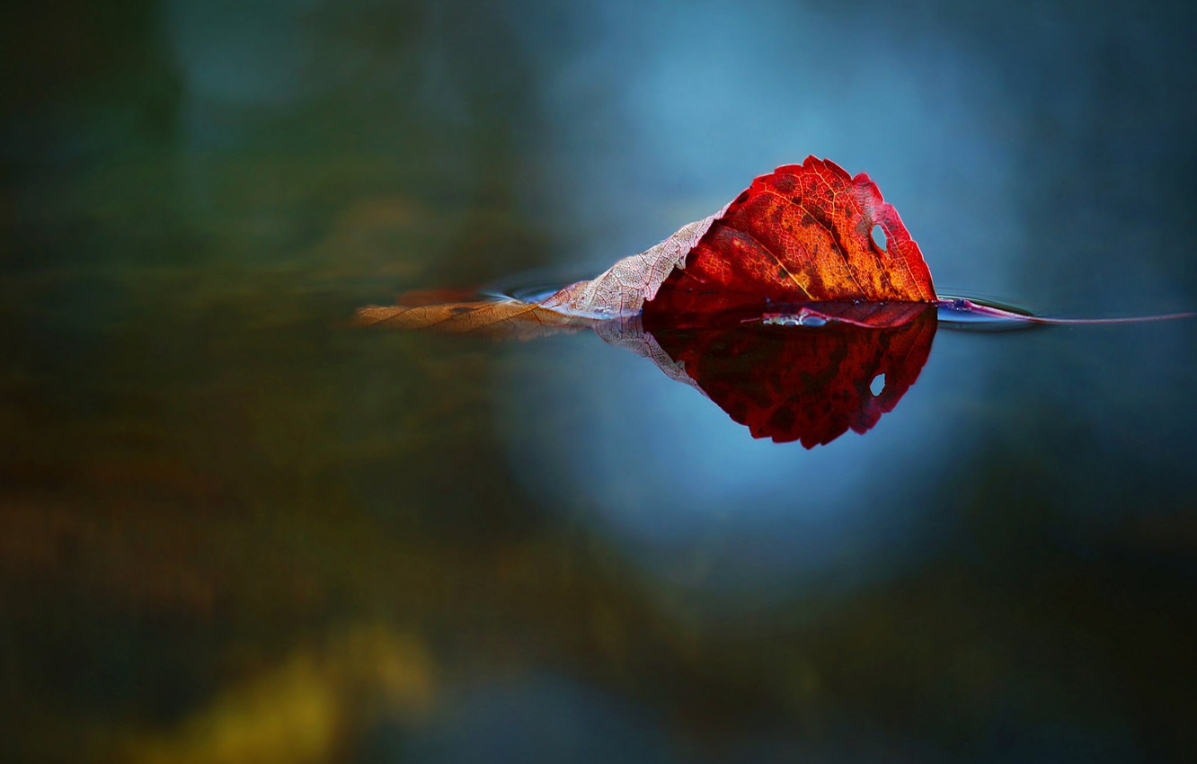 Wallpaper nature, water, autumn, leaf image for desktop, section природа