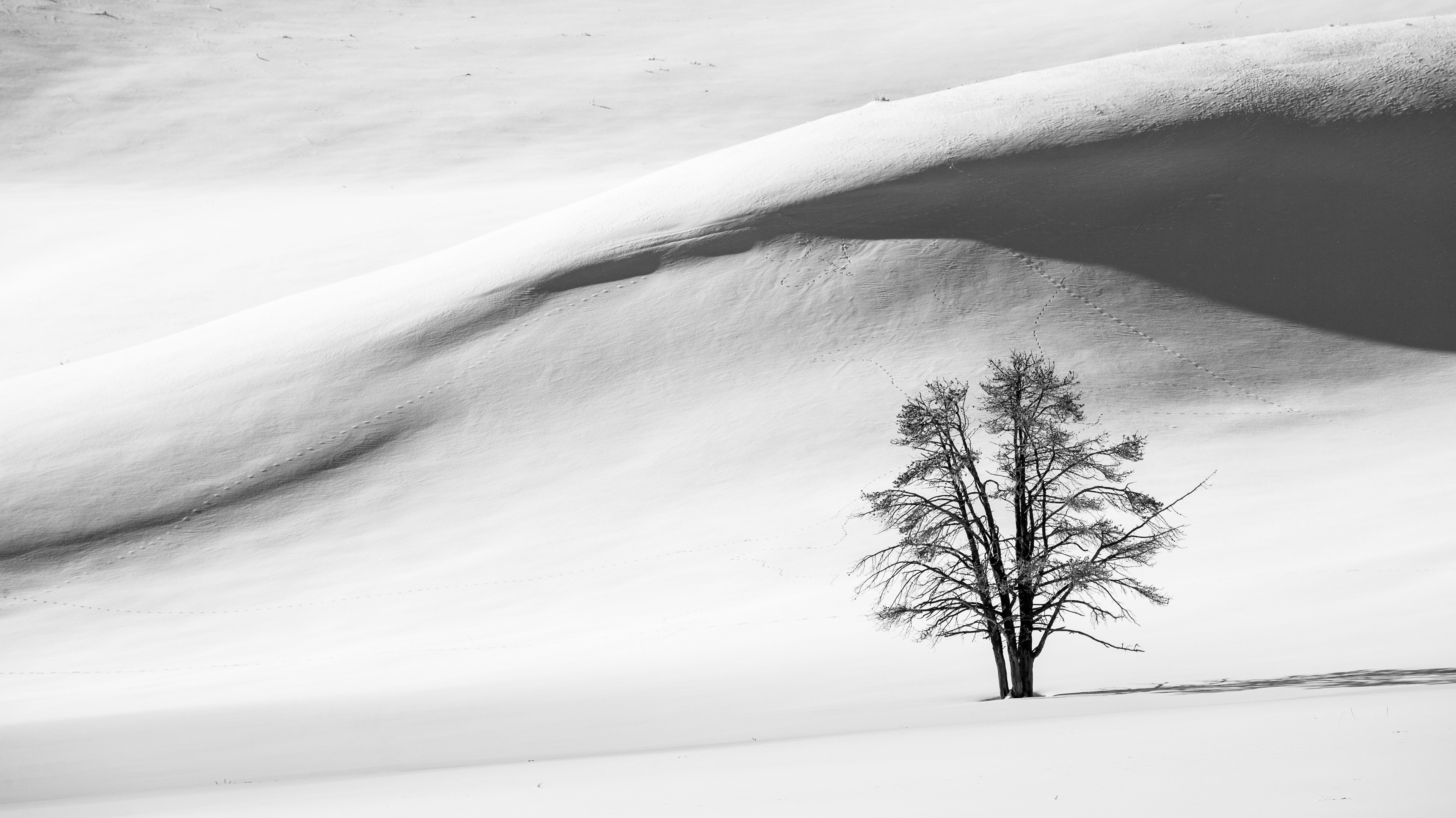Wallpaper Black and white, snow, winter, tree 3840x2160 UHD 4K Picture, Image