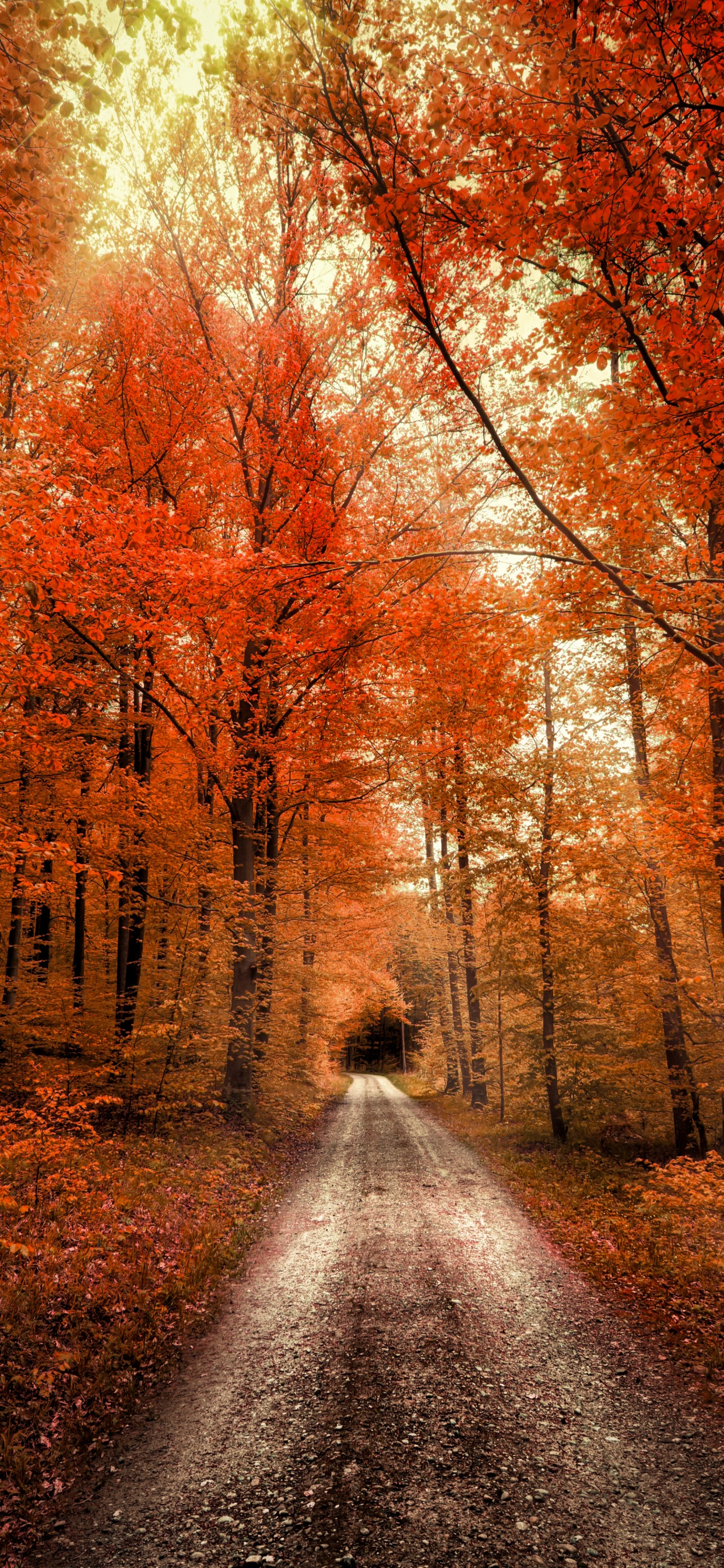 Autumn Forest Wallpaper 4K, Passage, Dirt road, Seasons, Landscape, Scenery, Nature