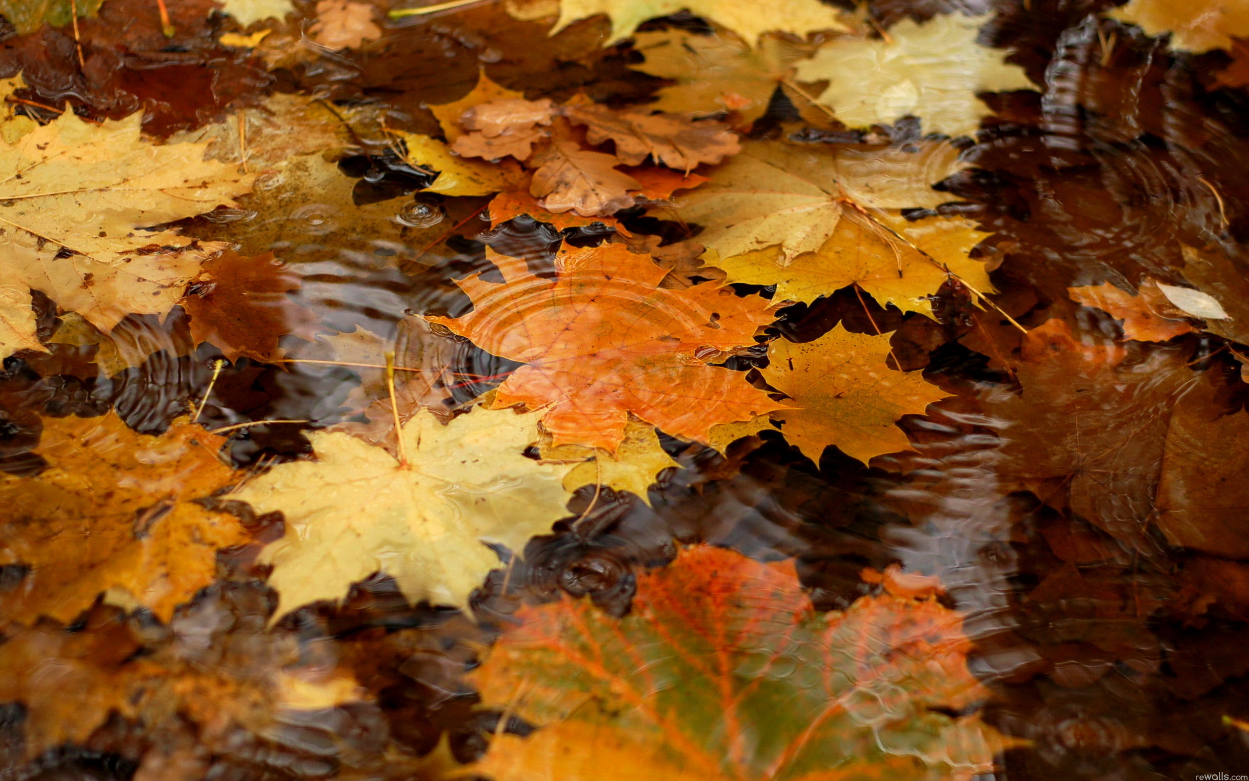 Leaf Water Autumn wallpaperx1600