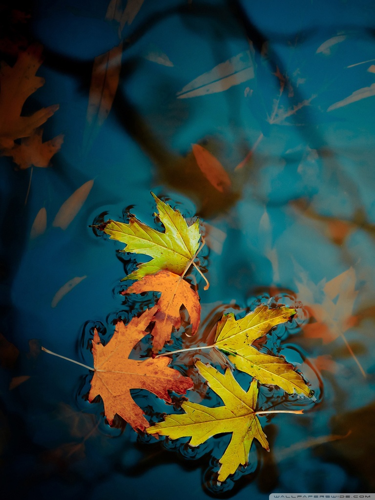 Autumn Leaves In Water HD Wallpaper