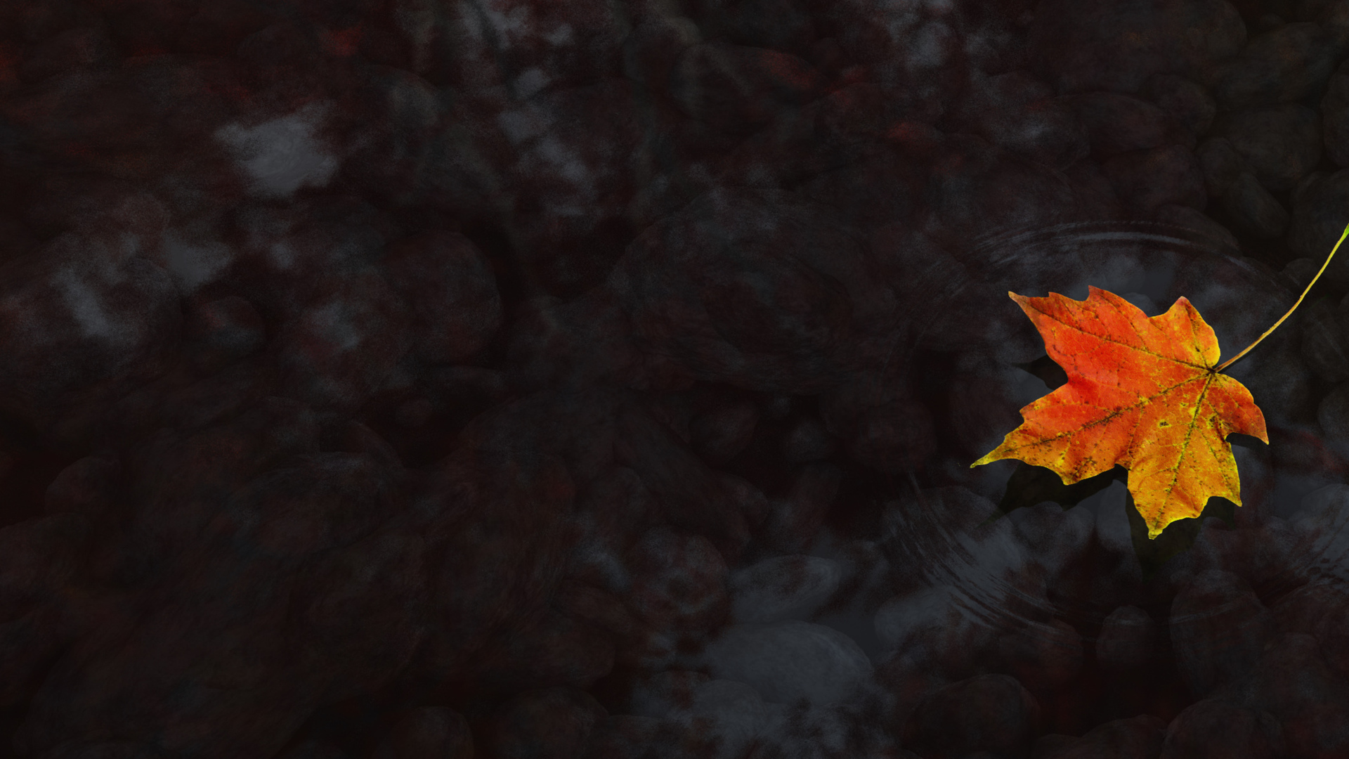 Autumn Leaf Water Wallpapers Wallpaper Cave