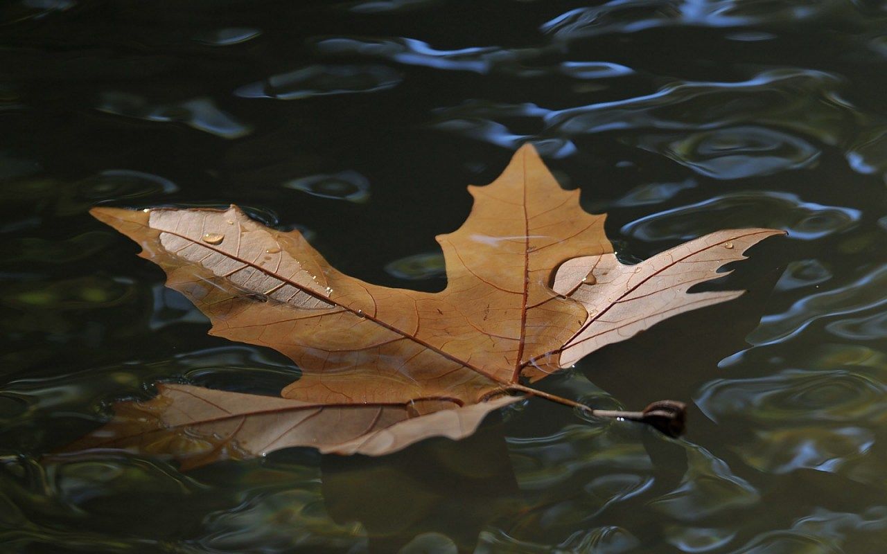 Brown Leaf on The Water Wallpaper PC Wallpaper. Autumn leaves wallpaper, Leaf wallpaper, Wallpaper pc