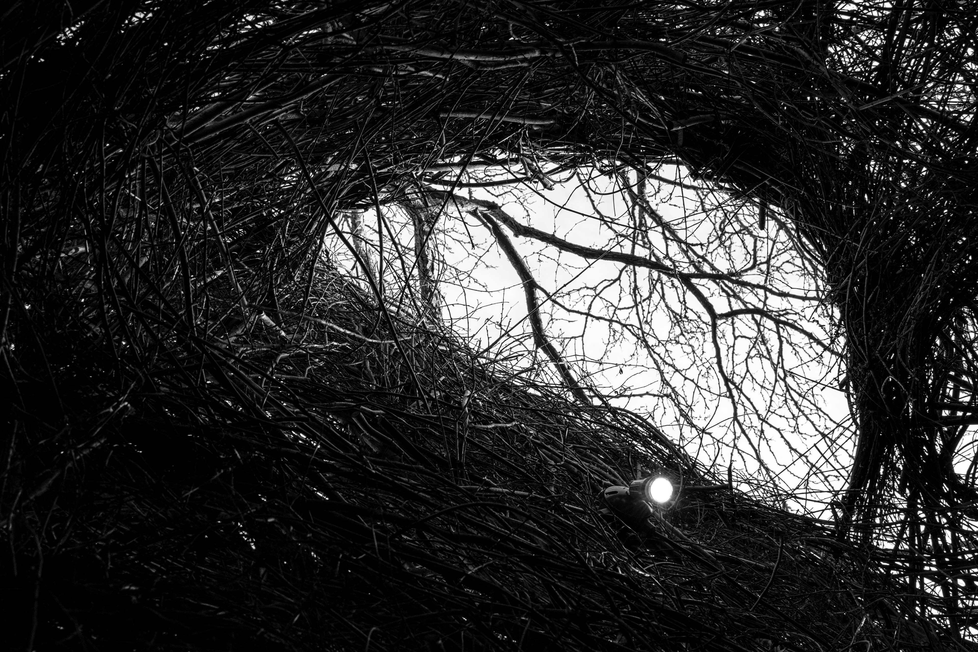 Black And White Tree 4k Wallpapers - Wallpaper Cave