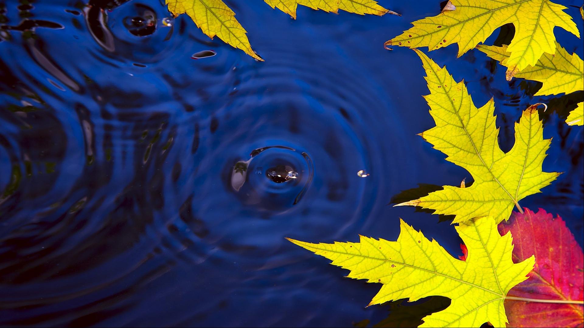 Autumn Leaves On Water Live Wallpaper in HD Wallpaper. Wallpaper Download. High Resolution Wallpaper