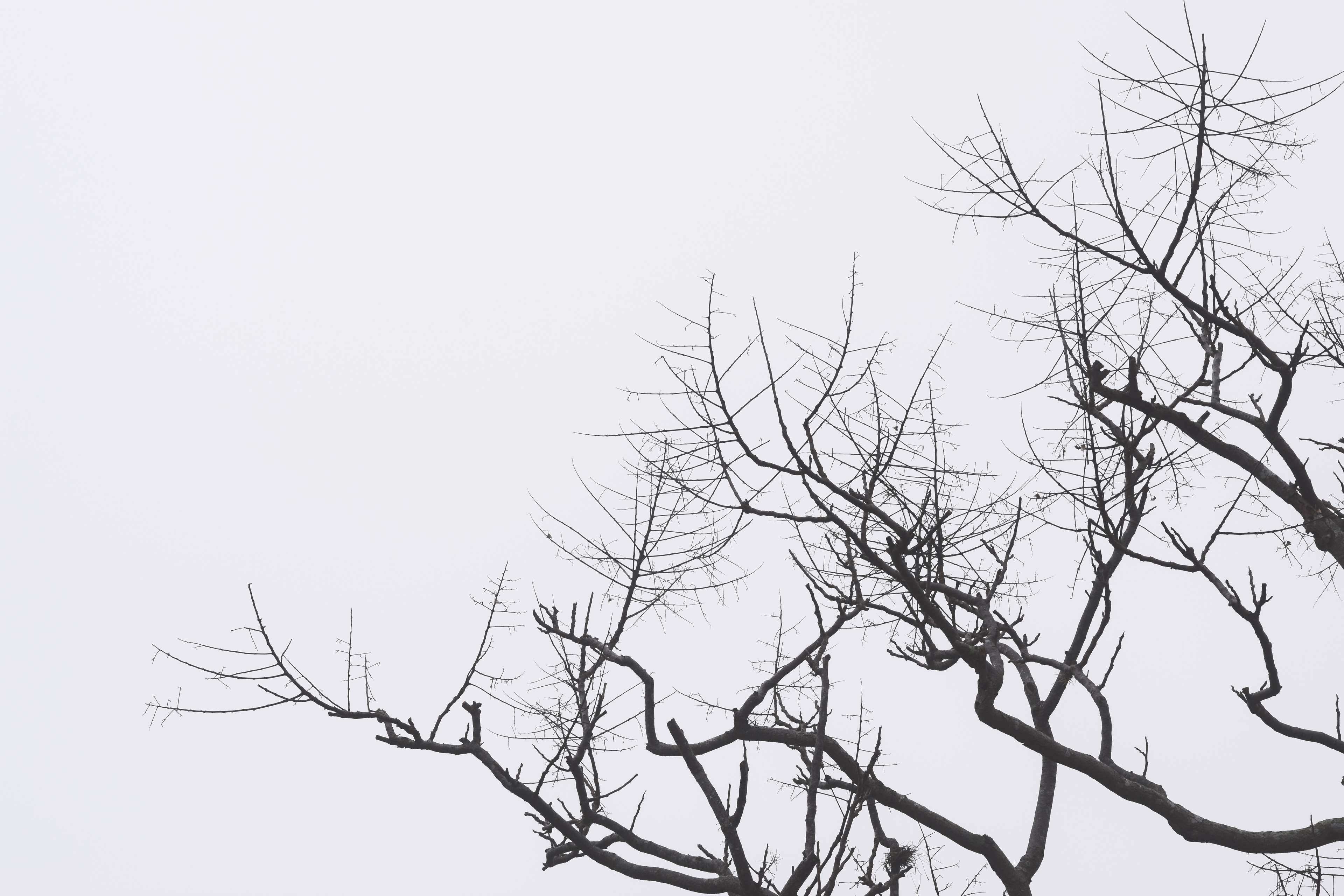 black and white, branches, dead, dying, gray, overcast, silhouette, sticks, trees, treetop, twigs 4k wallpaper