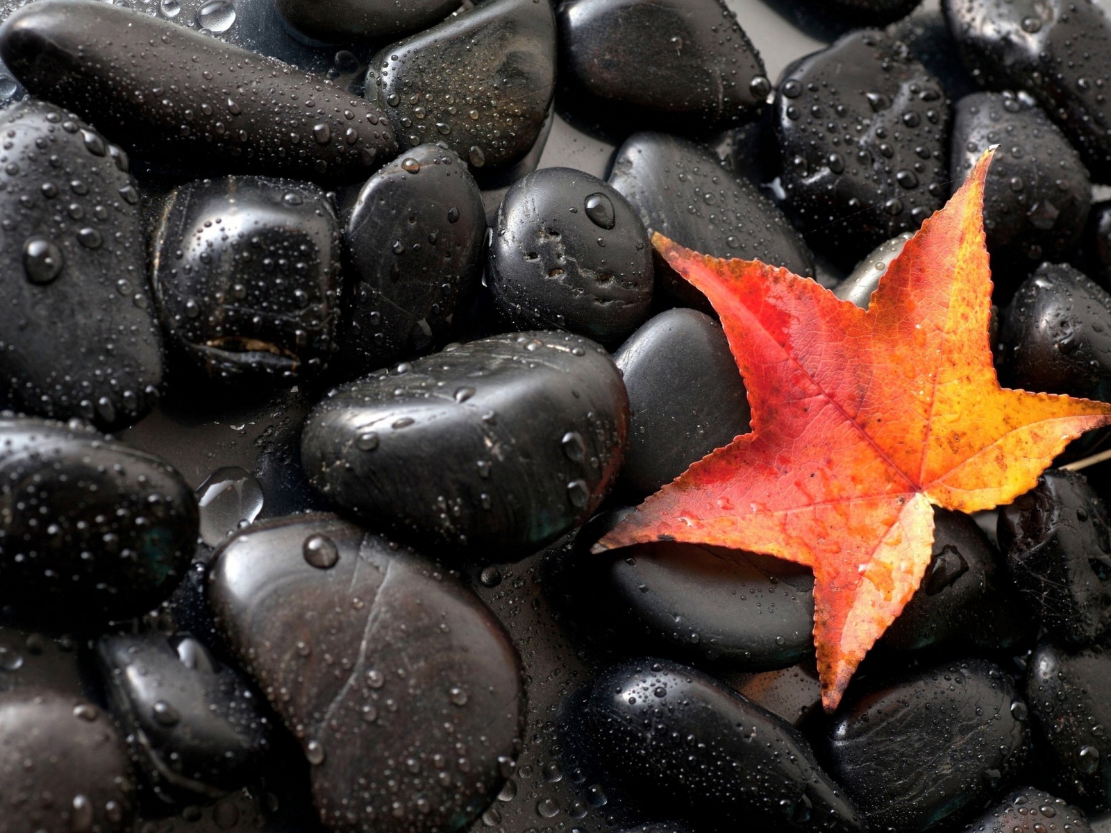 Gorgeous Black Stones Red Autumn Leaf HD Desktop Wallpaper, Wallpaper13.com