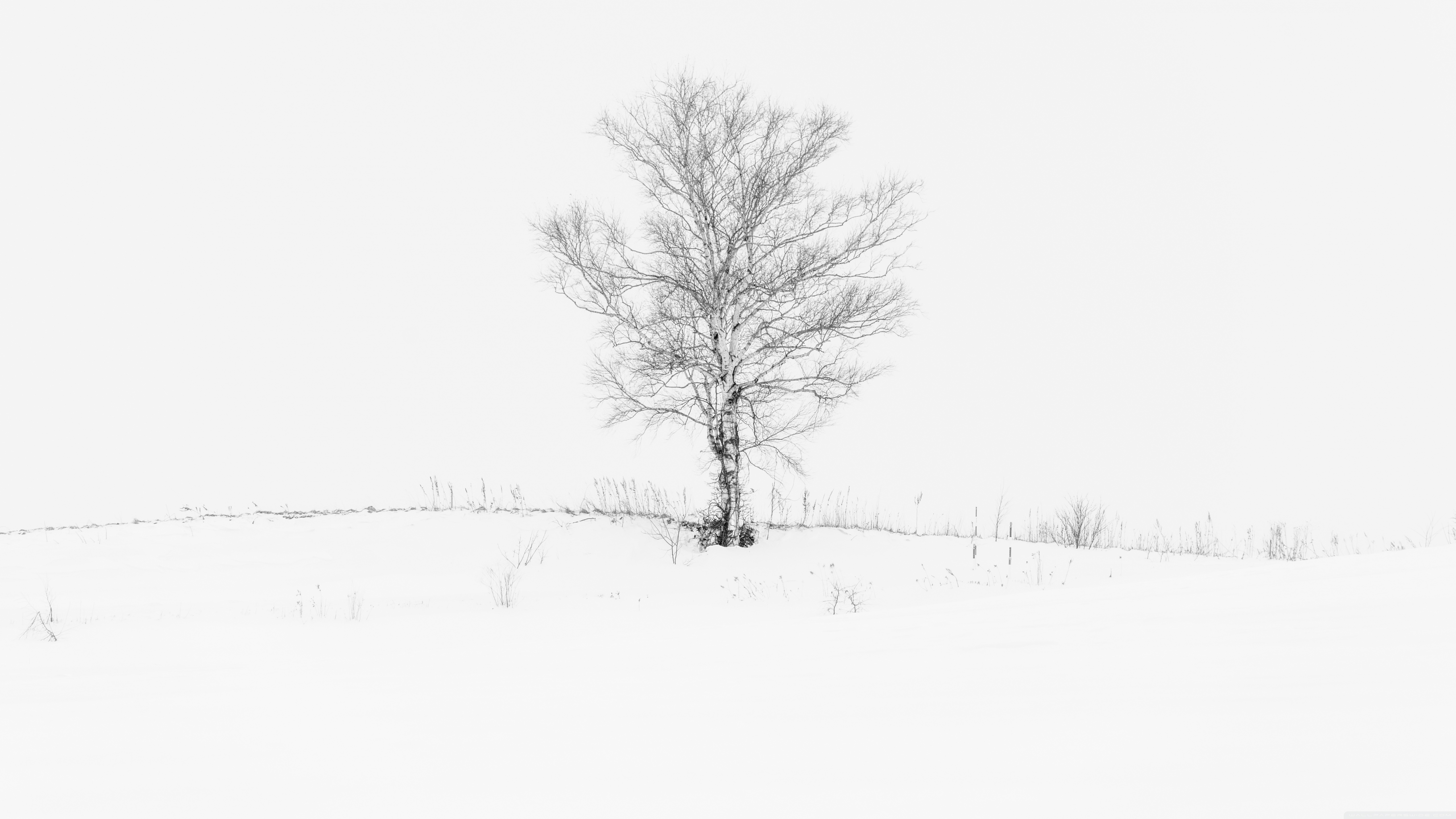 Black And White Tree 4k Wallpapers - Wallpaper Cave