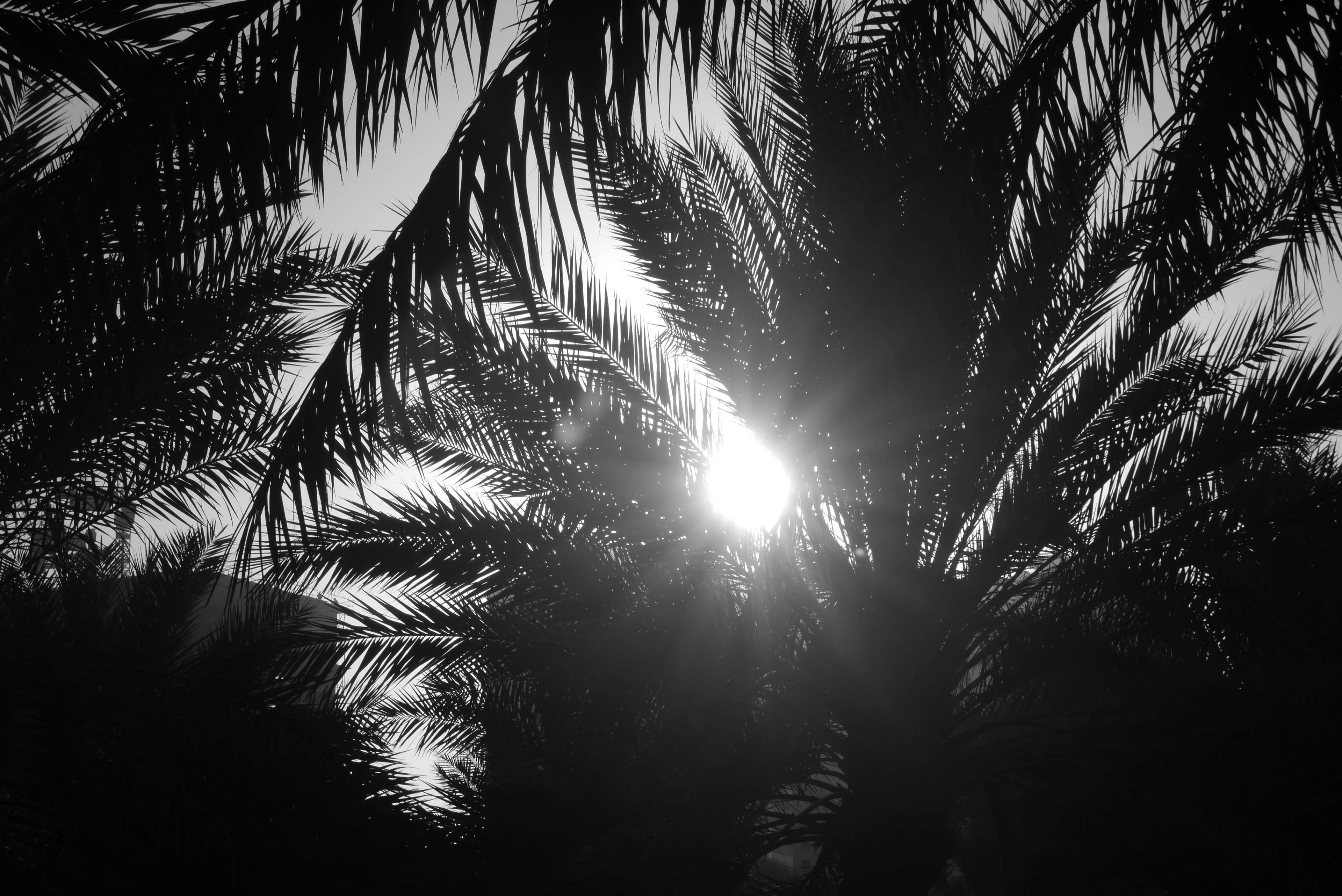 black and white #light #morning #palm tree #sun flare. Sun flare, Cool wallpaper, Wallpaper