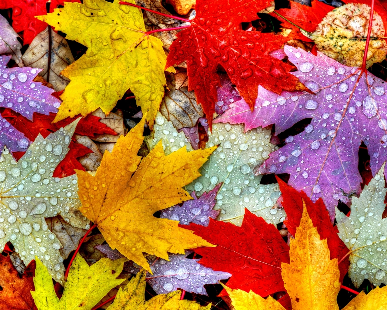 Nature Autumn Leaves 1280x1024 Resolution HD 4k Wallpaper, Image, Background, Photo and Picture