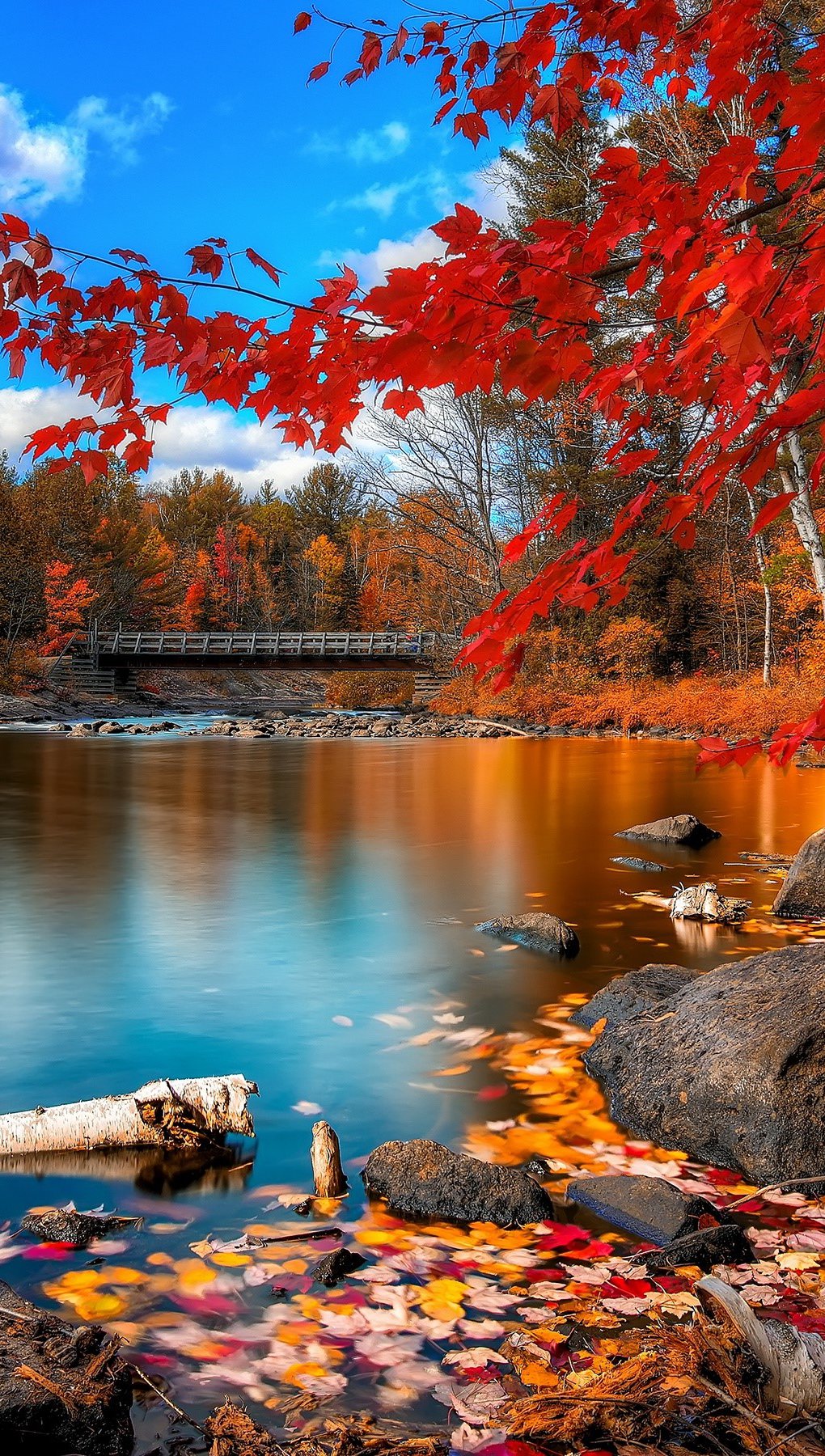 The forest in autumn Wallpaper
