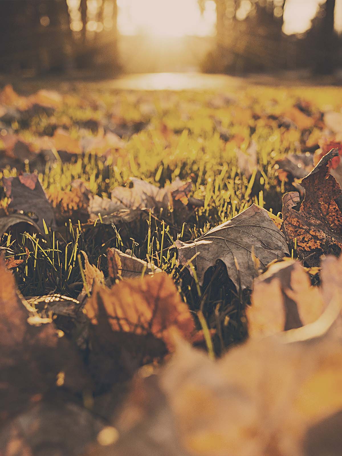 Autumn Forest Fall Leaves 4K Ultra HD Mobile Wallpaper