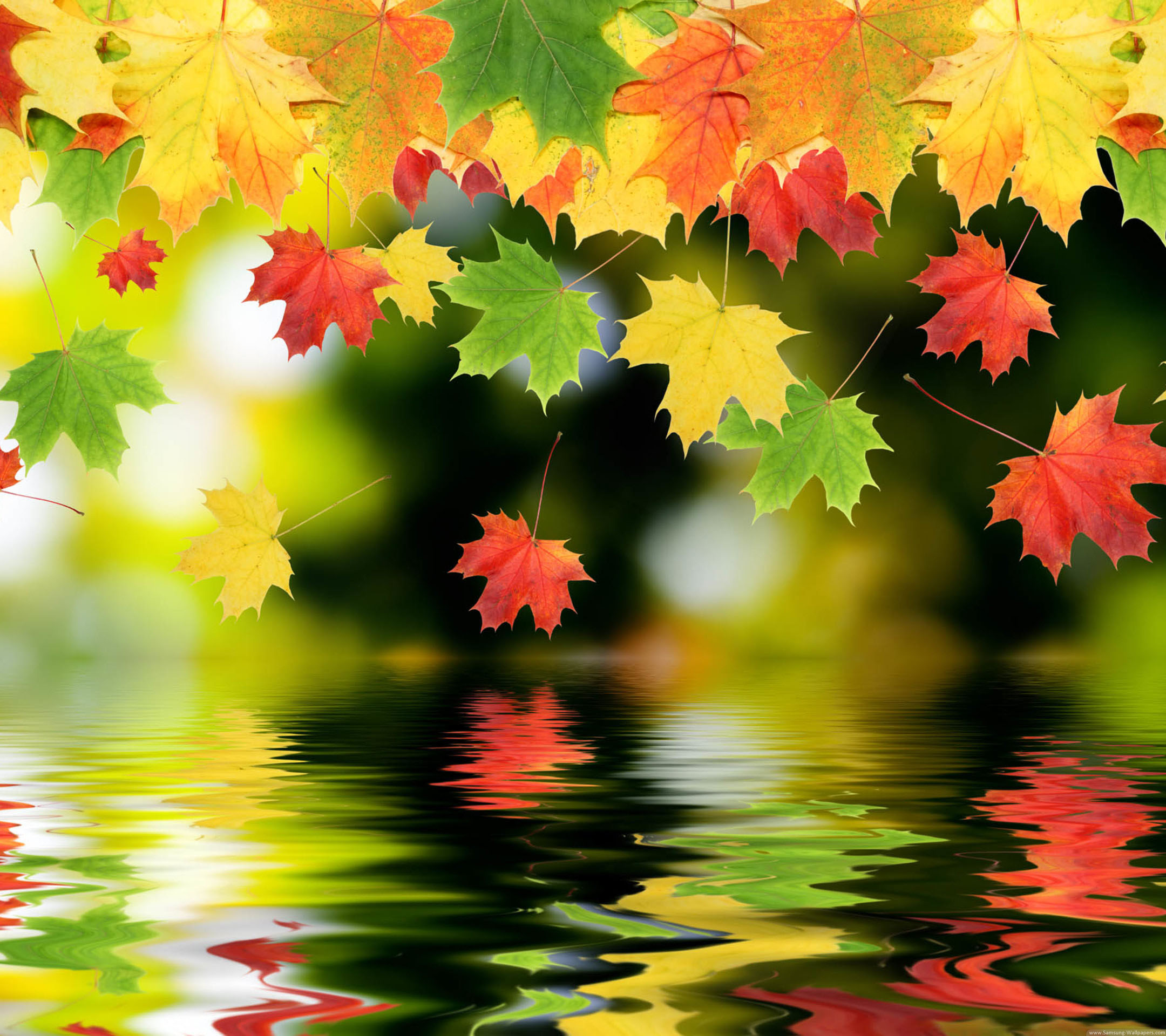 Maple Leaf Wallpaper HD Water Under