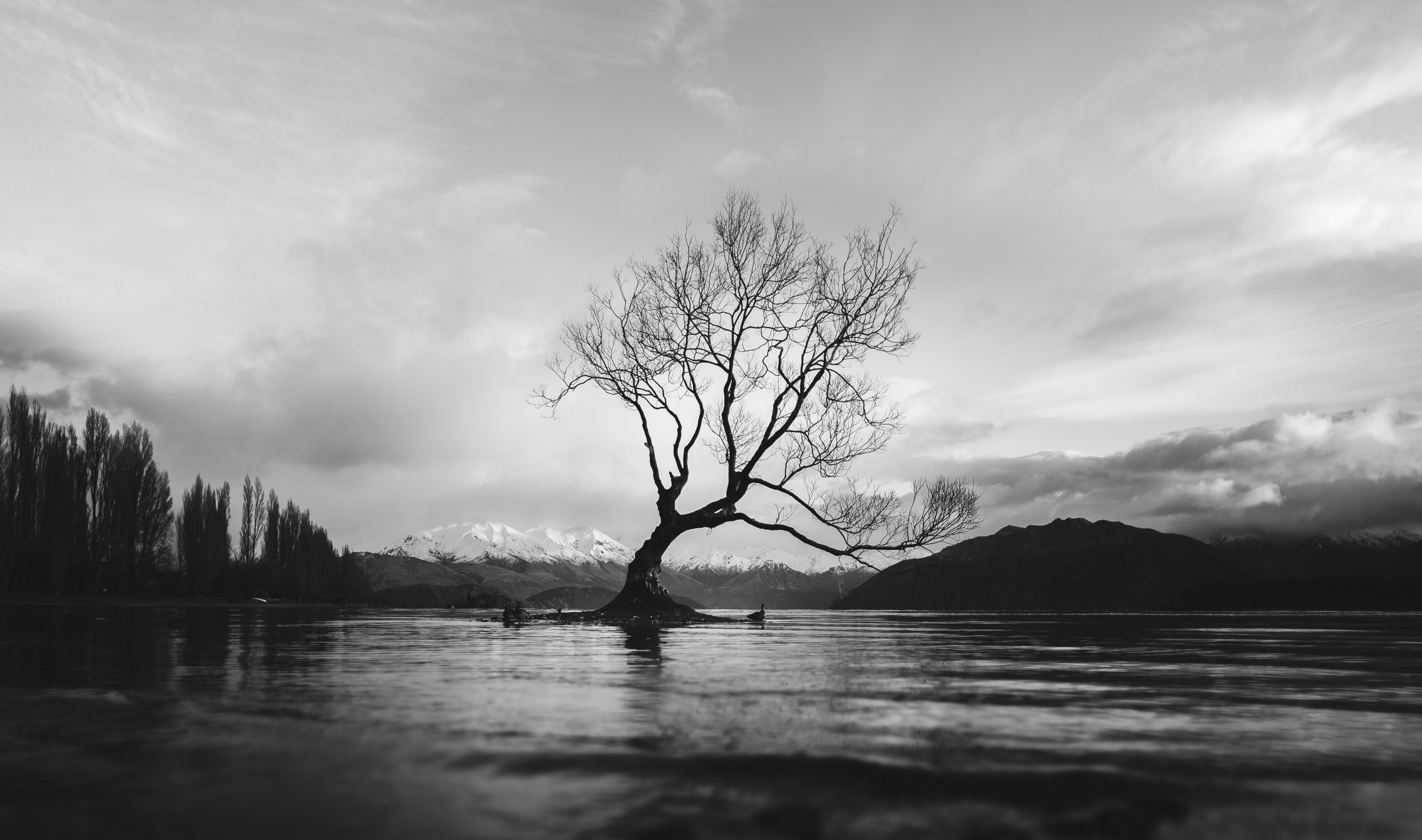 Wallpaper / black and white long shot of the wanaka tree in new zealand with cloudy sky, monochrome wanaka tree 4k wallpaper