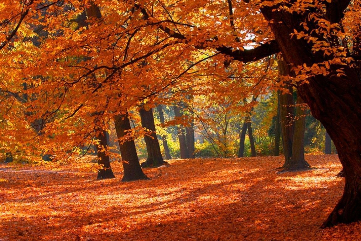 Forests: Fall Leaves Forest Autumn Nature Phone Wallpaper