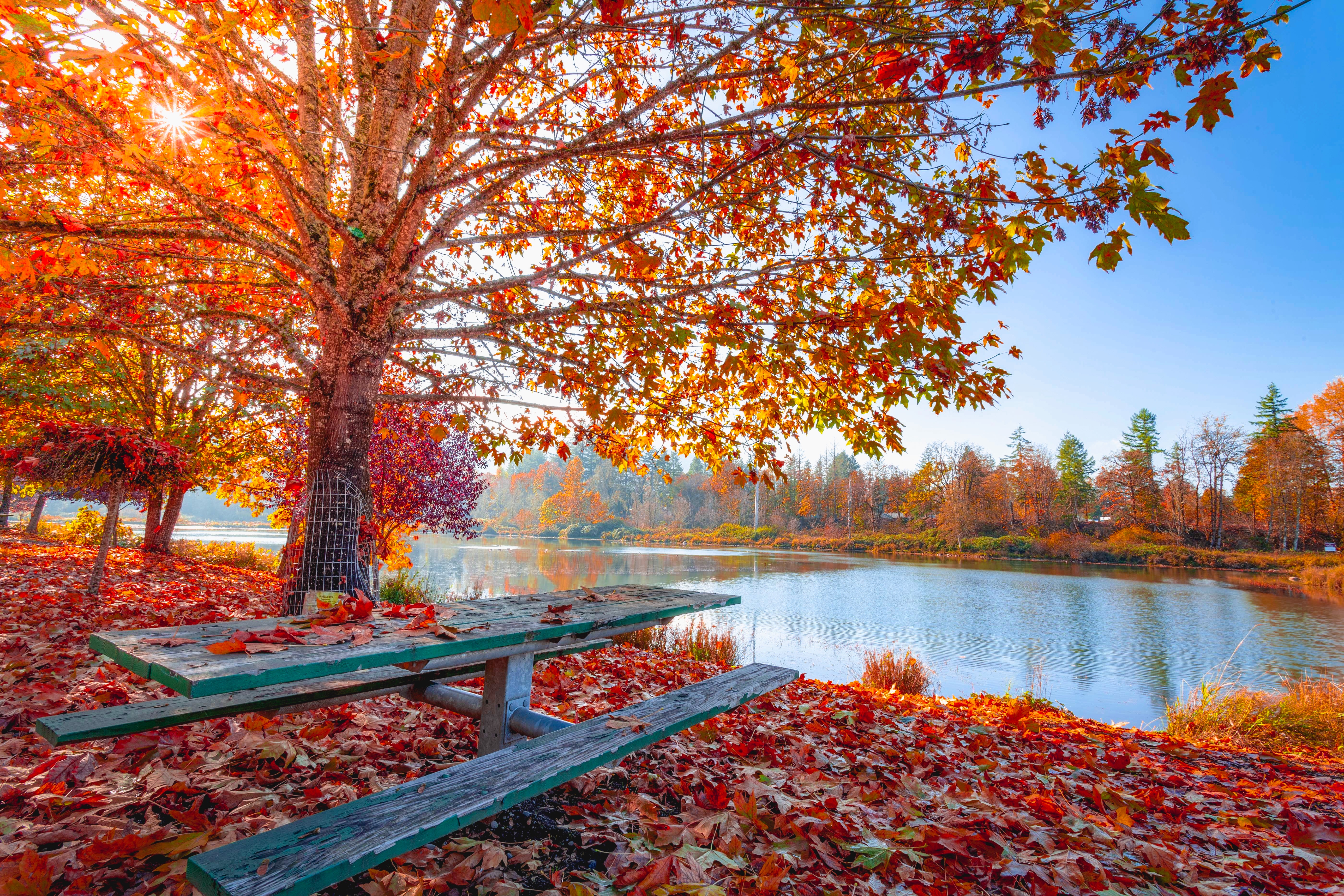 Red and Orange Autumn Leaves on the Ground and on Trees Beside Body of Water · Free Stock Photo