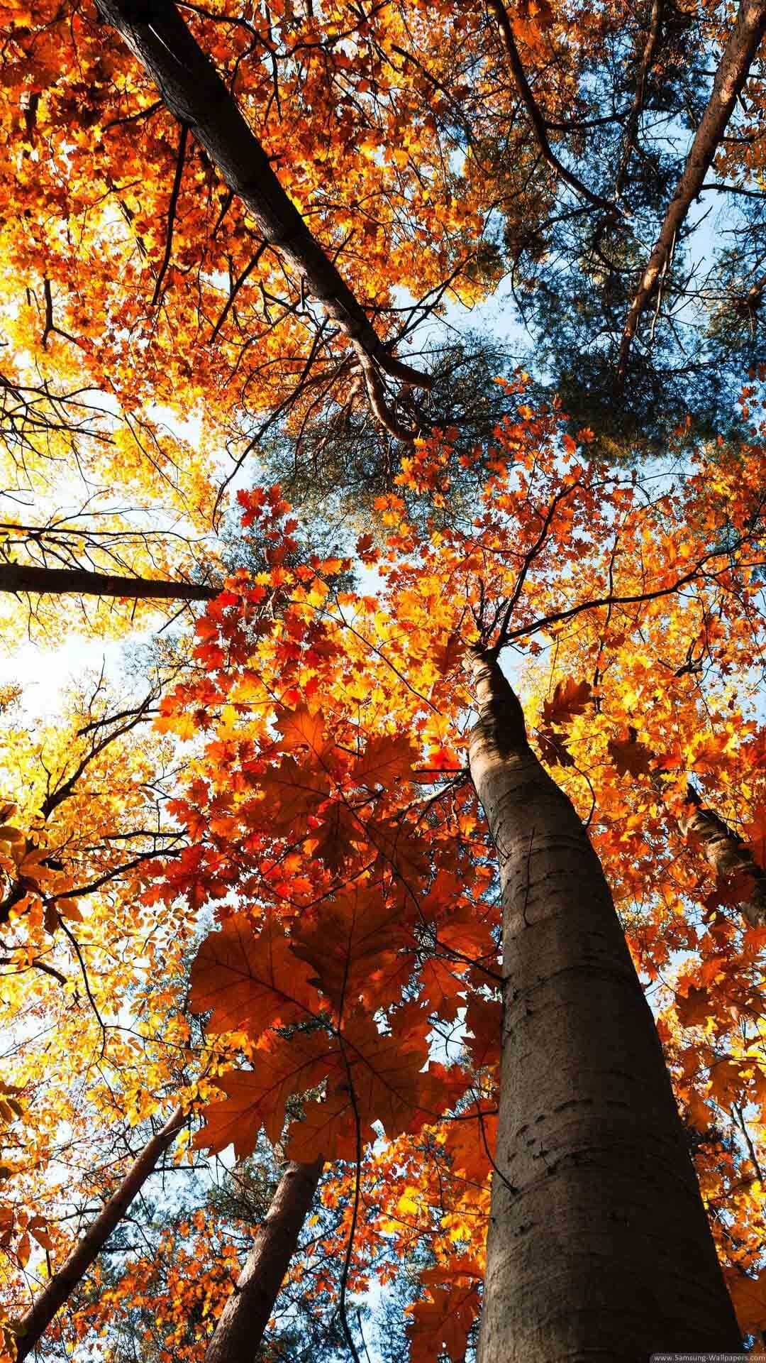 Autumn Forest Mobile Wallpapers - Wallpaper Cave