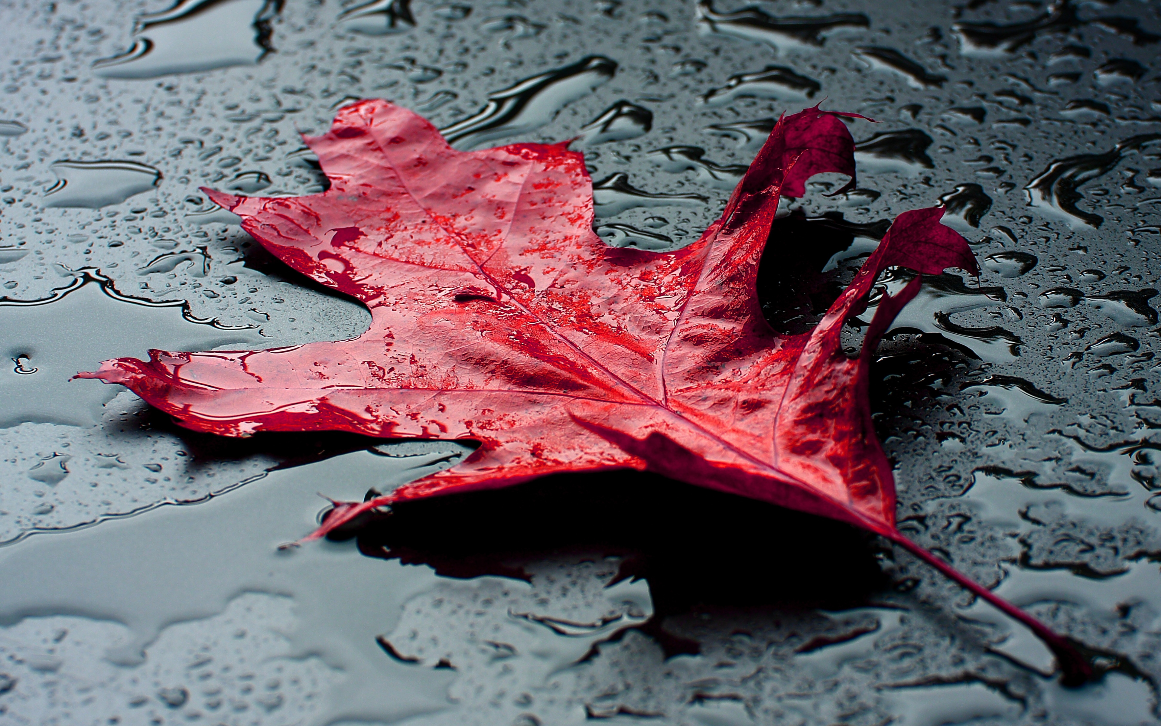 Download Nature, red, maple leaf, autumn, fall, water drops wallpaper, 3840x2400, 4K Ultra HD 16:10, Widescreen