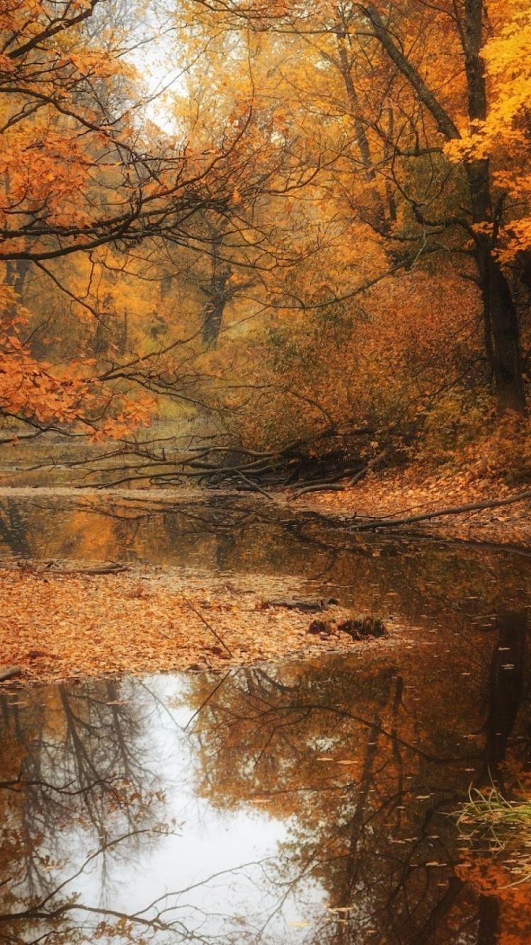 Autumn Forest Mobile Wallpapers - Wallpaper Cave