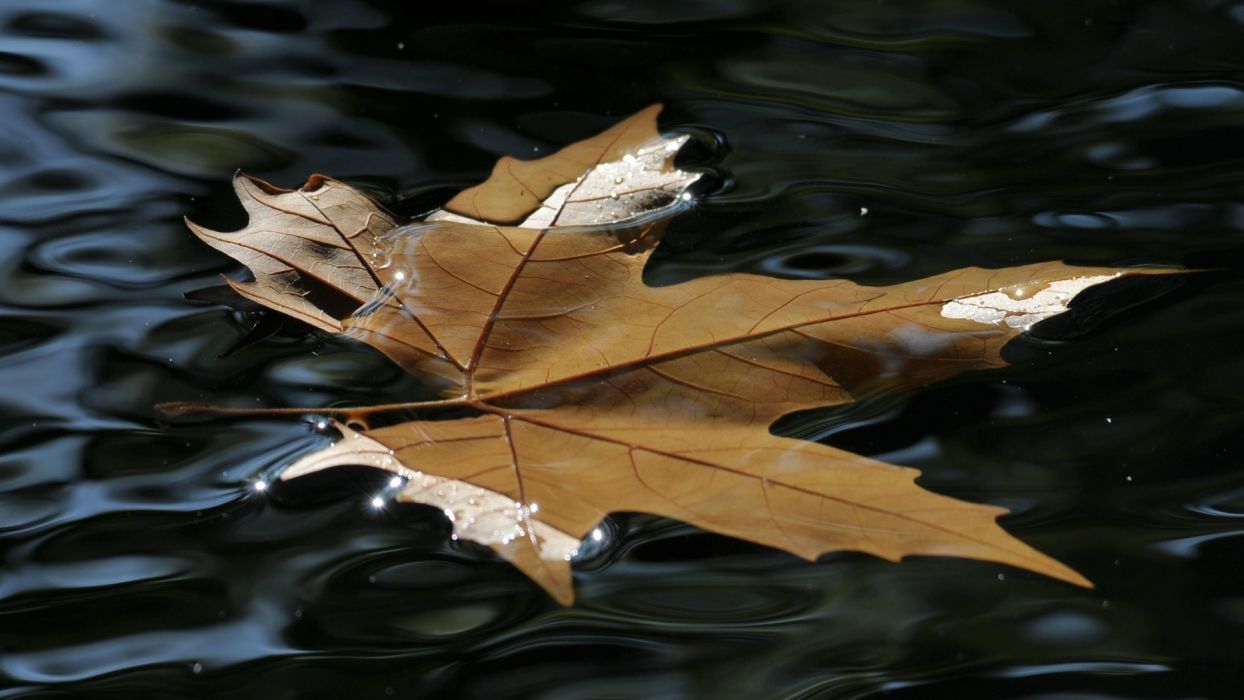 Nature leaves autumn fall seasons water ripple puddle pond reflection float swim wallpaperx1080