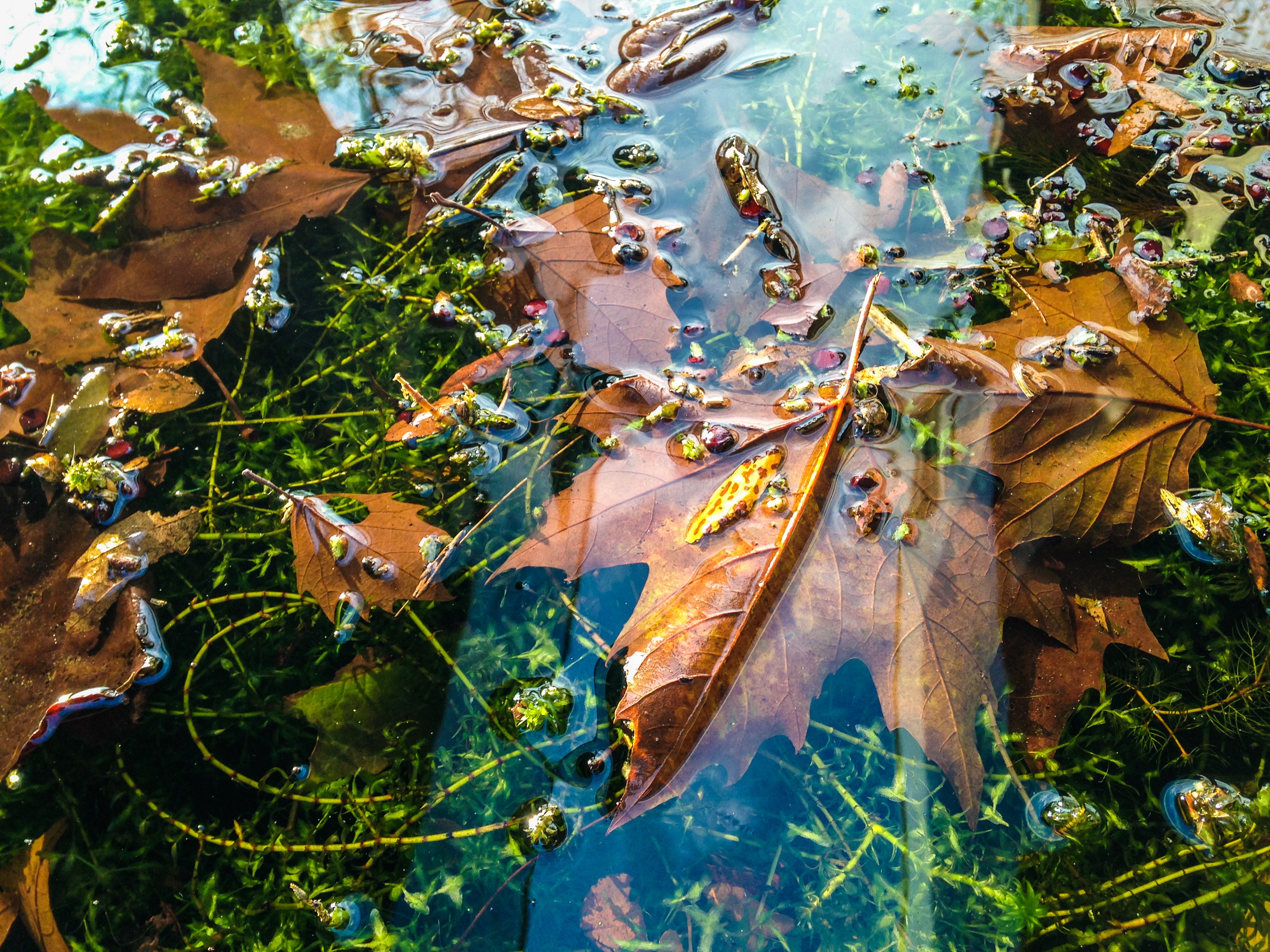 Падающие листья в воду. Живые обои листья на воде. Осенние листья на воде. Осенние листья на воде фото. Декоративная картина листья.
