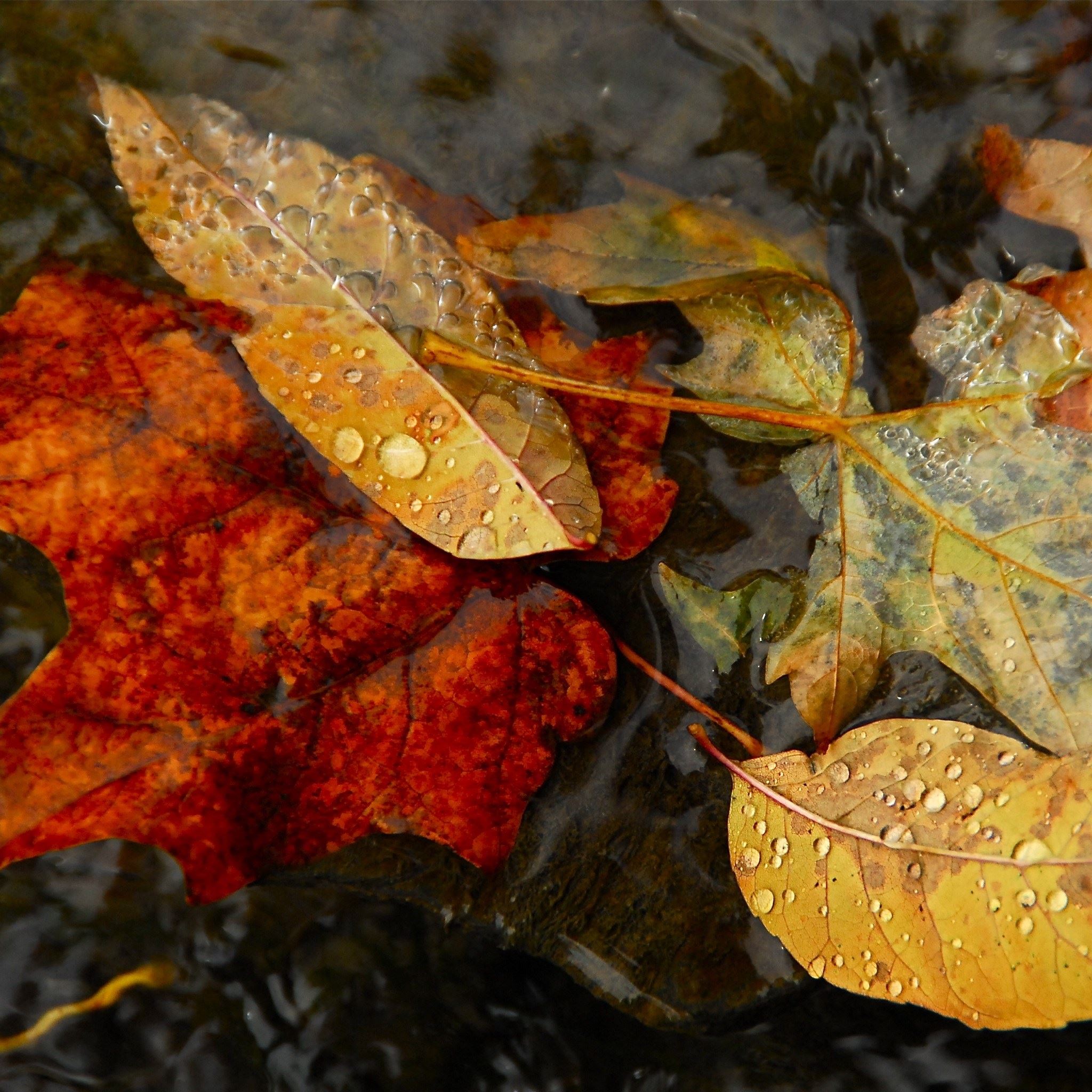 Nature Fall Autumn Leaves Dew Waterdrop iPad Air Wallpaper Free Download