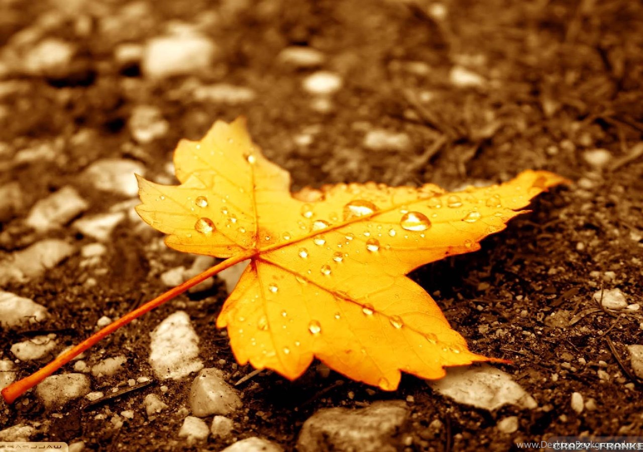 Autumn Leaf Water Wallpapers - Wallpaper Cave