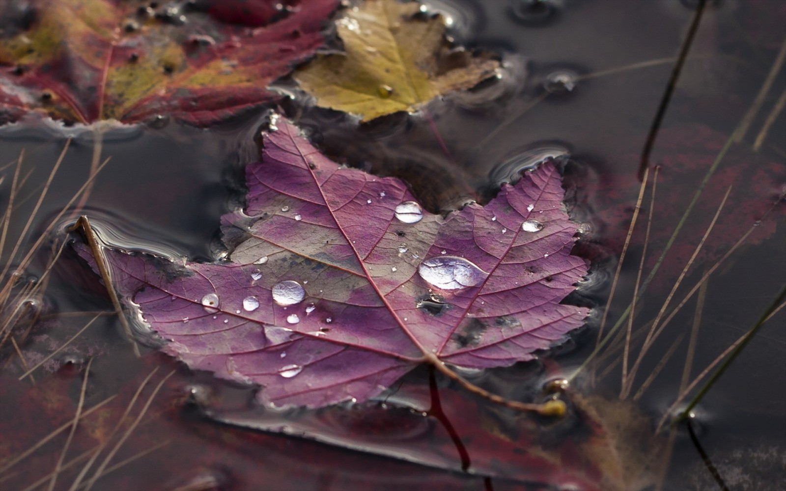 fall, leaves, water, nature, grass, water drops, closeup, macro, branch, maple leaves, tree, autumn, leaf, flower, plant, season, flora, petal, close up, macro photography, maple tree, maple leaf. Mocah HD Wallpaper