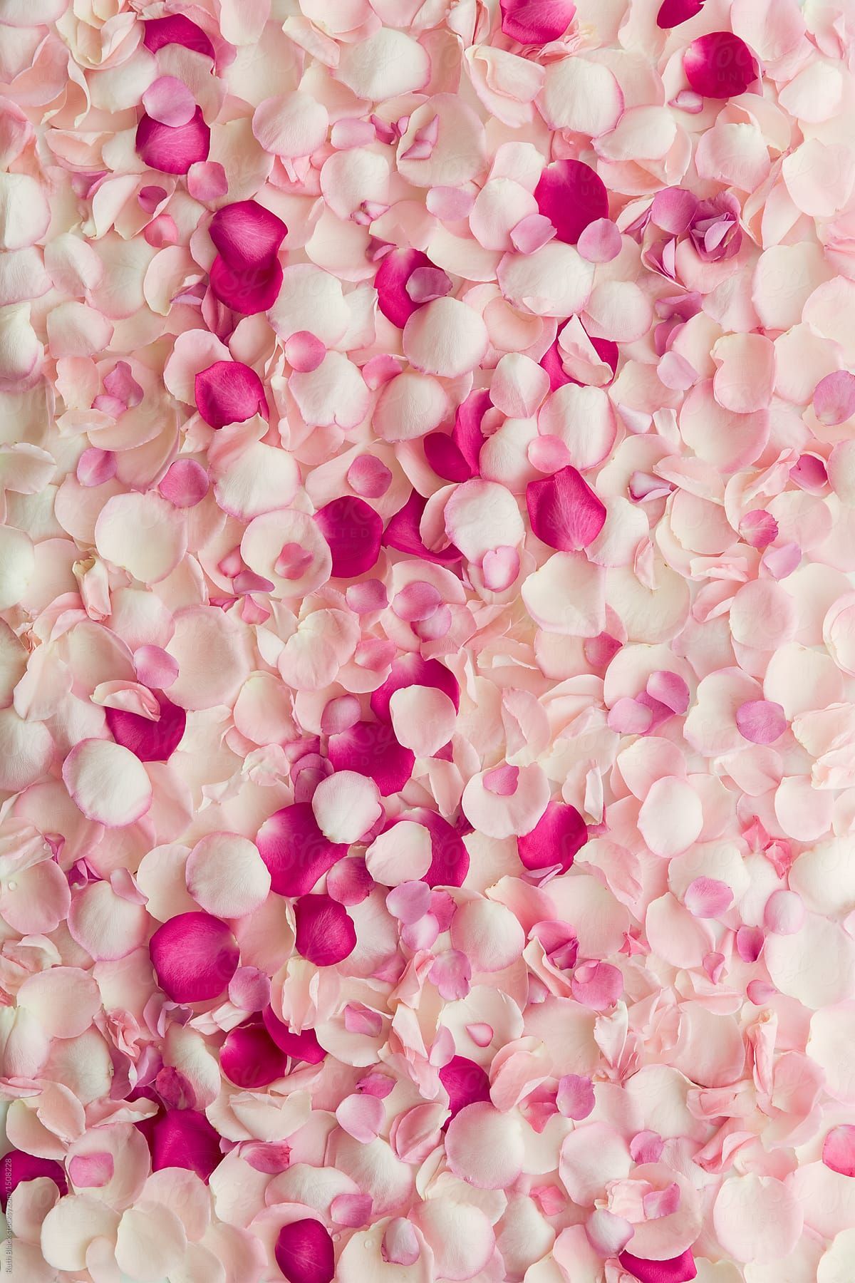 Flower Petals Wallpaper