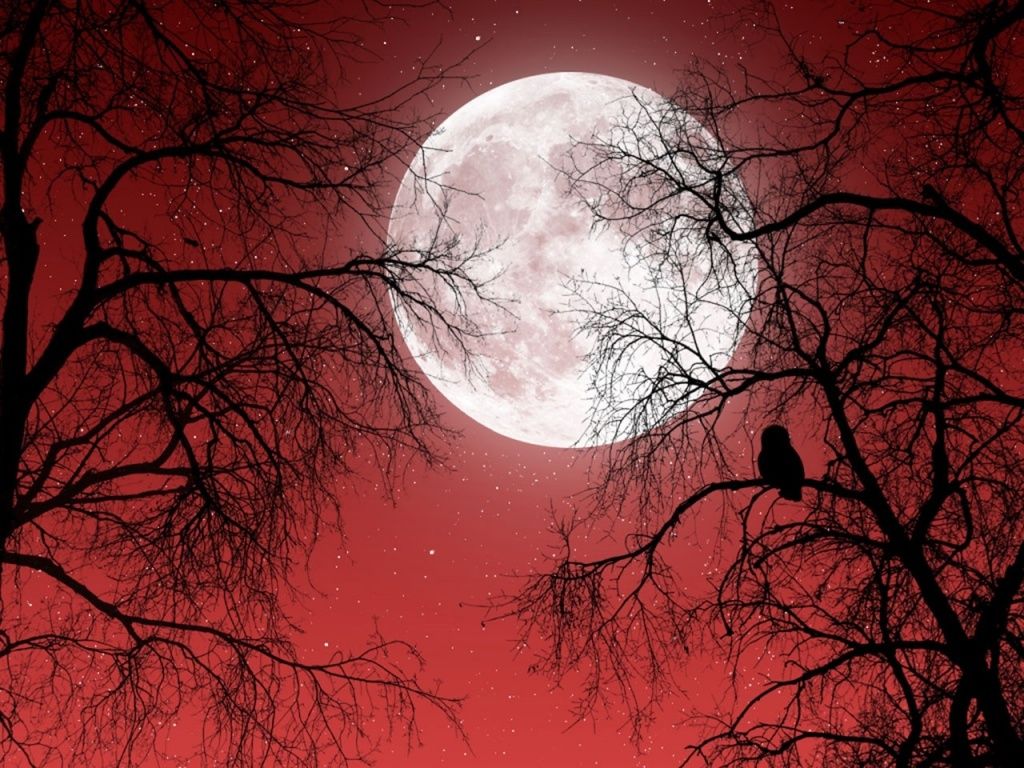 Full Moon Red Sky Dark Trees wallpaper. Dark tree, Red sky, Beautiful moon