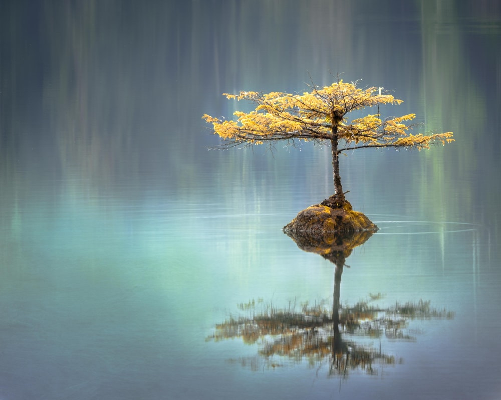 Tree Reflection Picture. Download Free Image