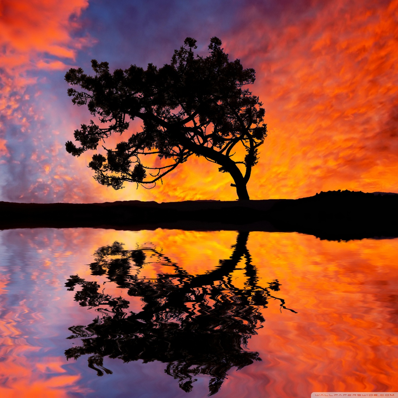 Tree Reflection In Water Ultra HD Desktop Background Wallpaper for 4K UHD TV, Multi Display, Dual Monitor, Tablet