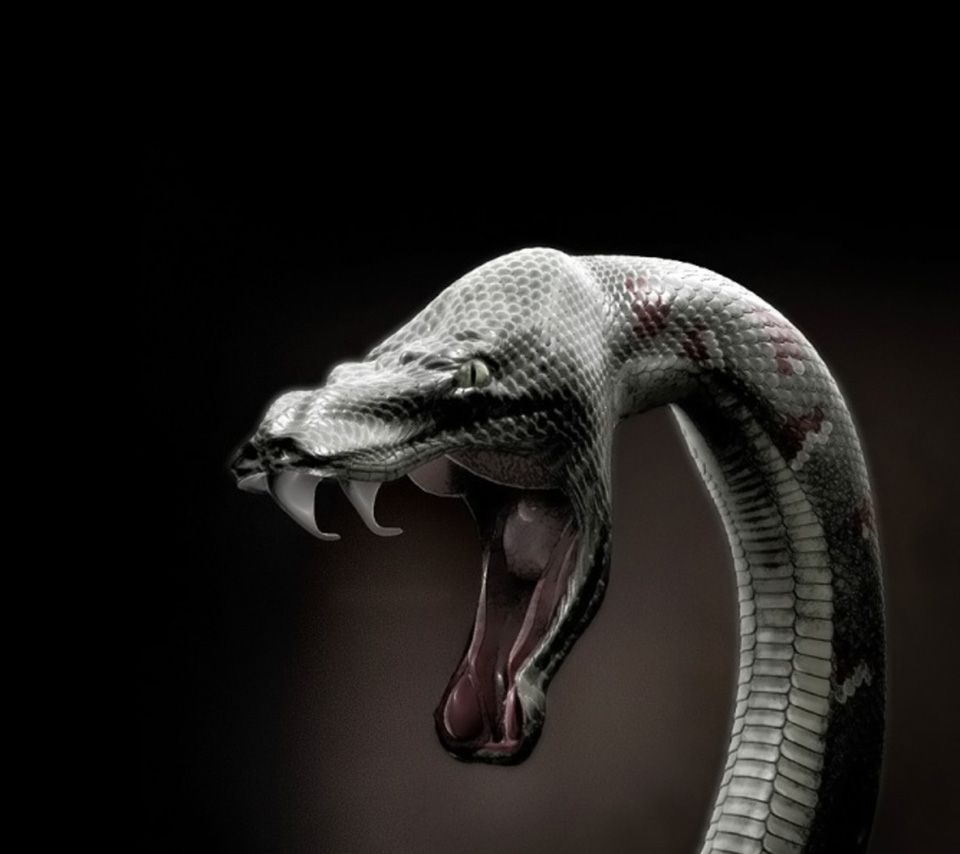 striking snake. Striking Cobra Snake. Snake, Beautiful snakes, Snake art
