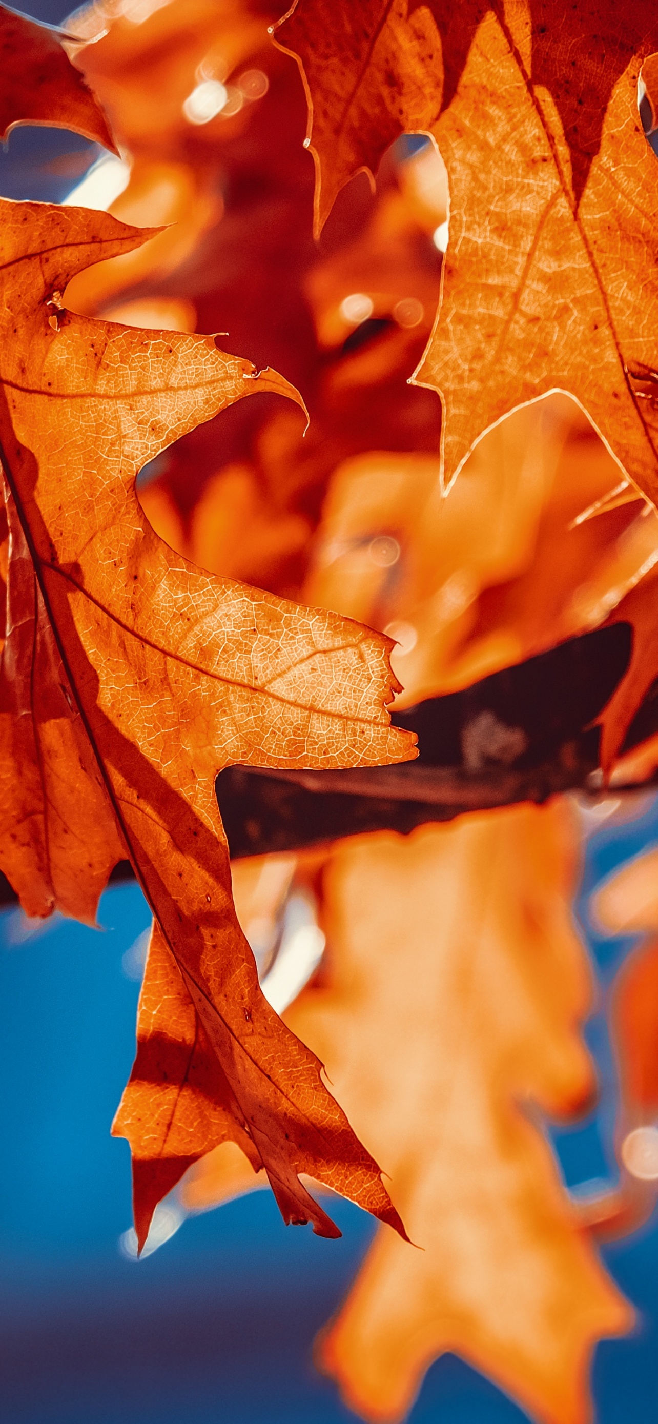 Autumn leaves Wallpaper 4K, Orange Leaf, Sunlight, Closeup, 5K, Nature