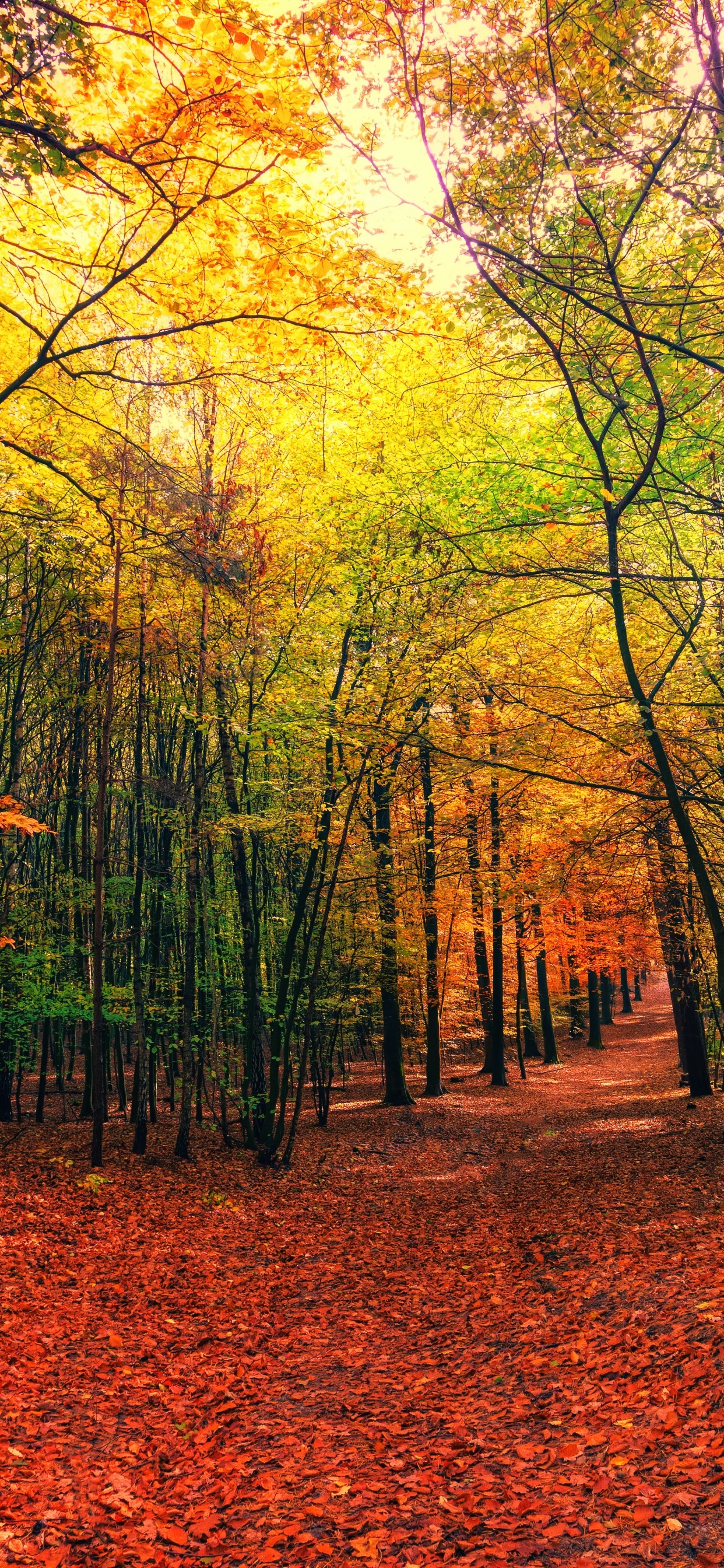 Forest Wallpaper 4K, Autumn, Sunny day, Foliage, Sunlight, 5K, Nature