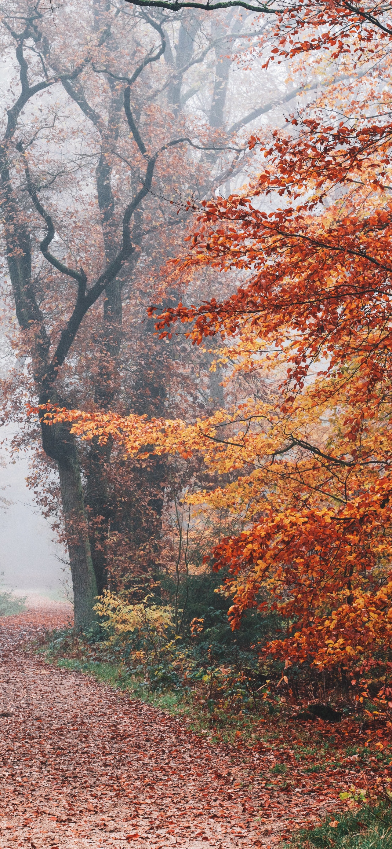 Autumn Wallpaper 4K, Forest, Fall Foliage, Trees, Foggy, Morning, 5K, Nature