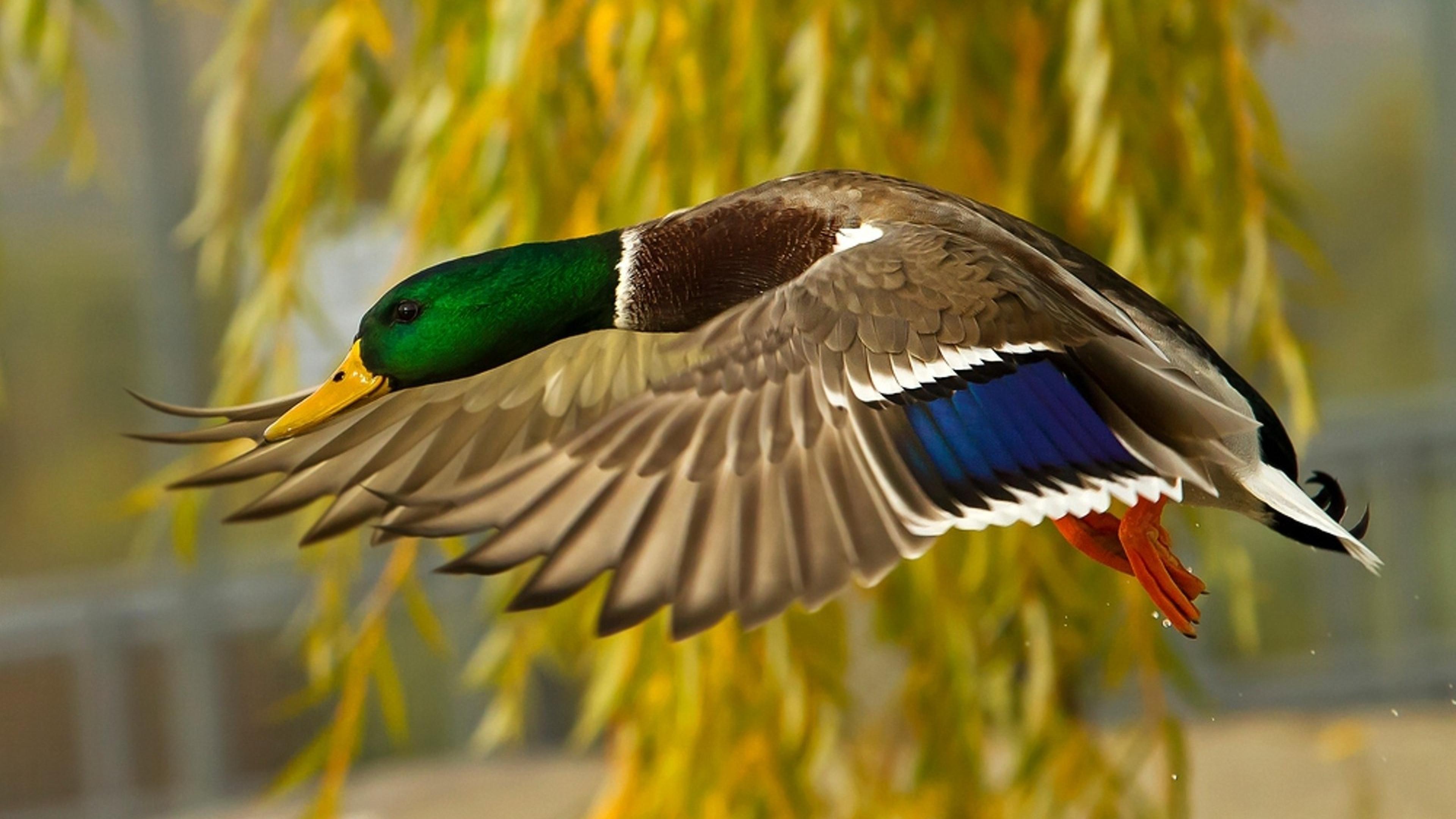 Mallard Duck Flying HD Wallpaper Download For Mobile And Computer 3840 X2160, Wallpaper13.com