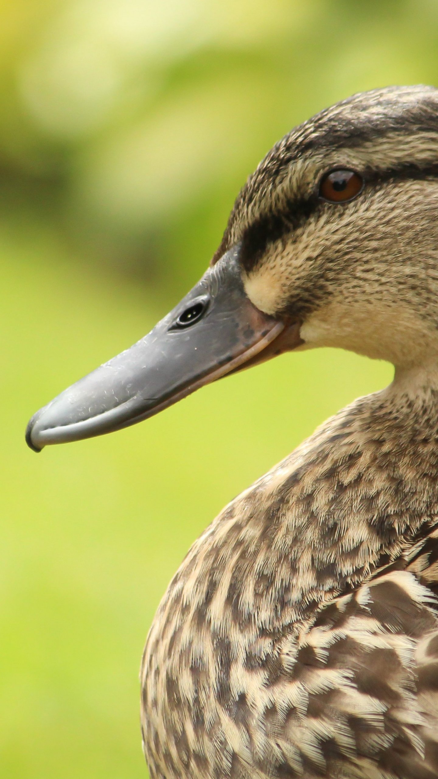 Duck Wallpaper, Android & Desktop Background