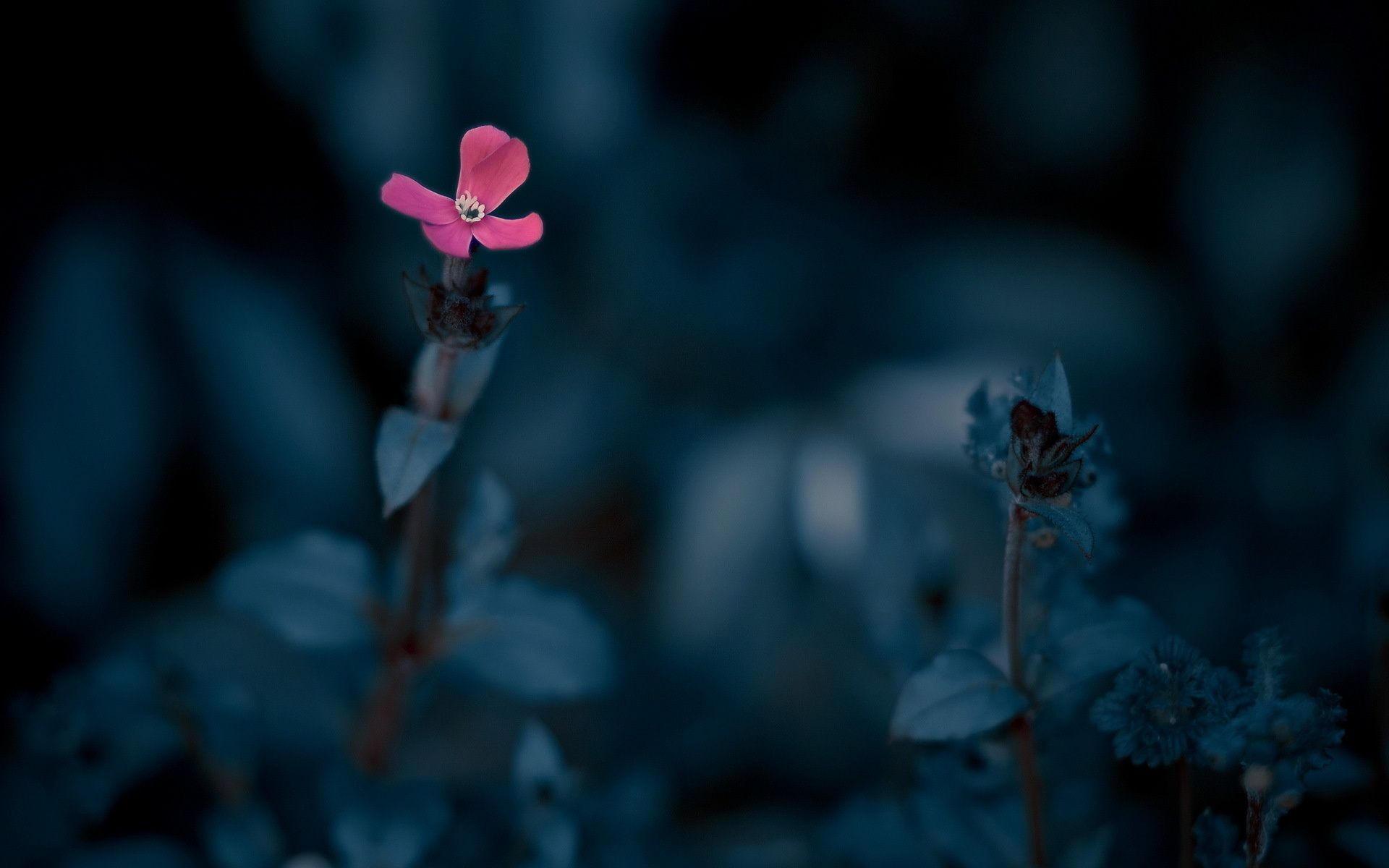 Sad Flowers Wallpapers Wallpaper Cave