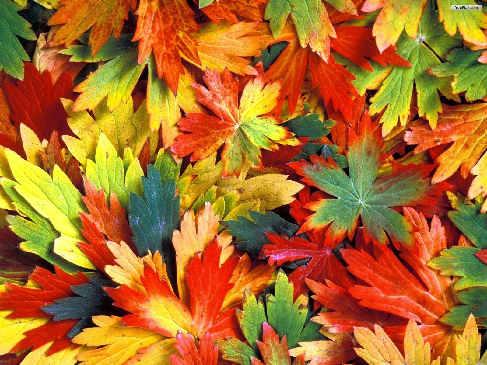 Colorful Leaves HD wallpaperx1200