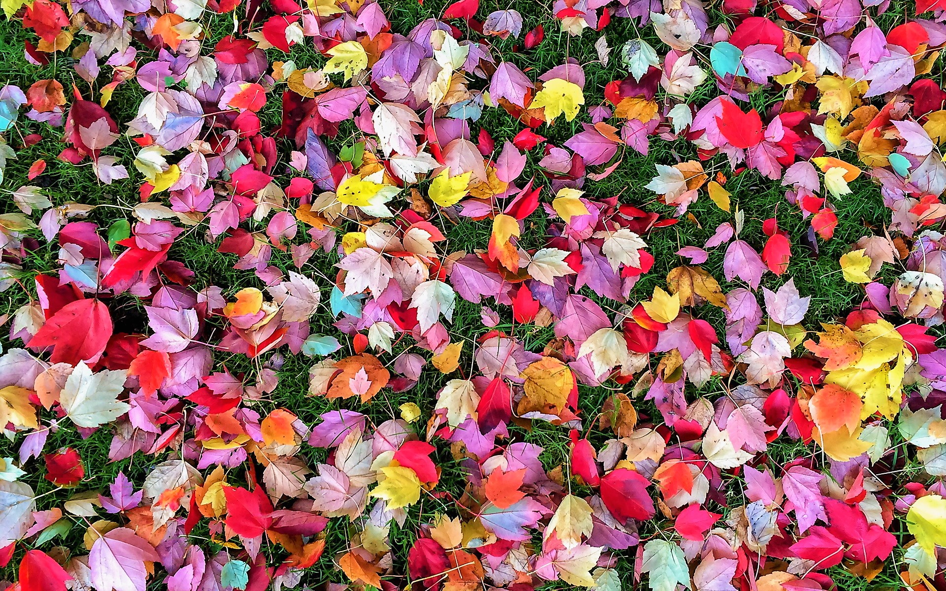 Colorful Autumn Leaves HD Wallpaper