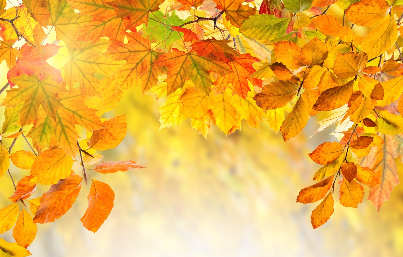 Photo Wallpaper Autumn, Leaves, Colorful, Background