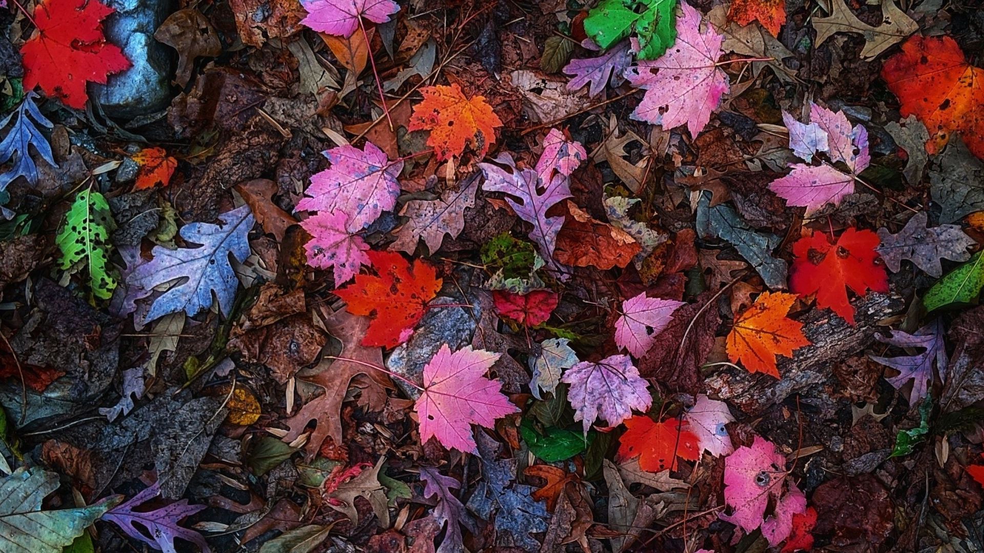 Desktop wallpaper leaves, colorful, autumn, HD image, picture, background, af3406