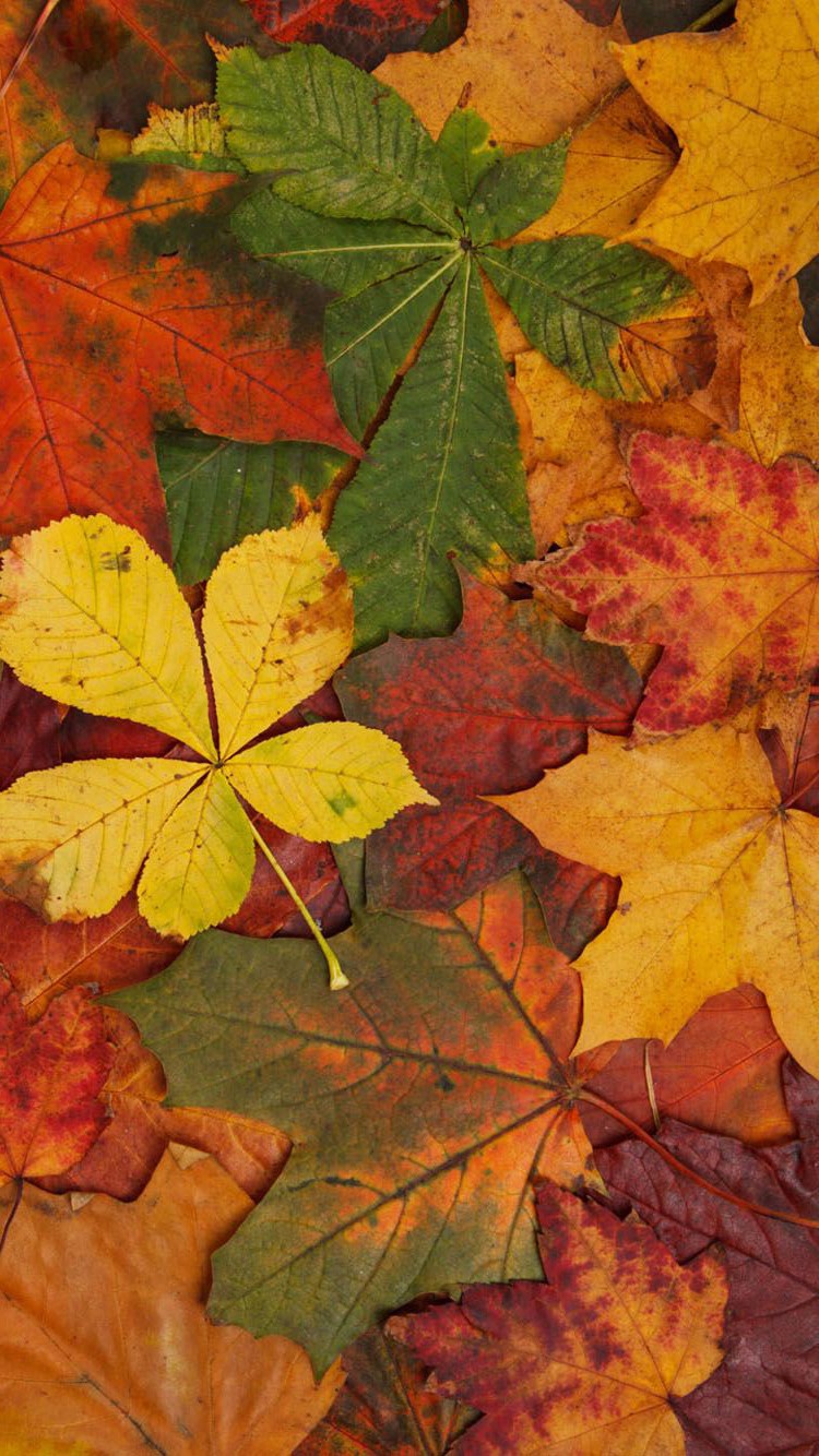 Colorful Autumn Leaves Wallpaper Free HD Wallpaper