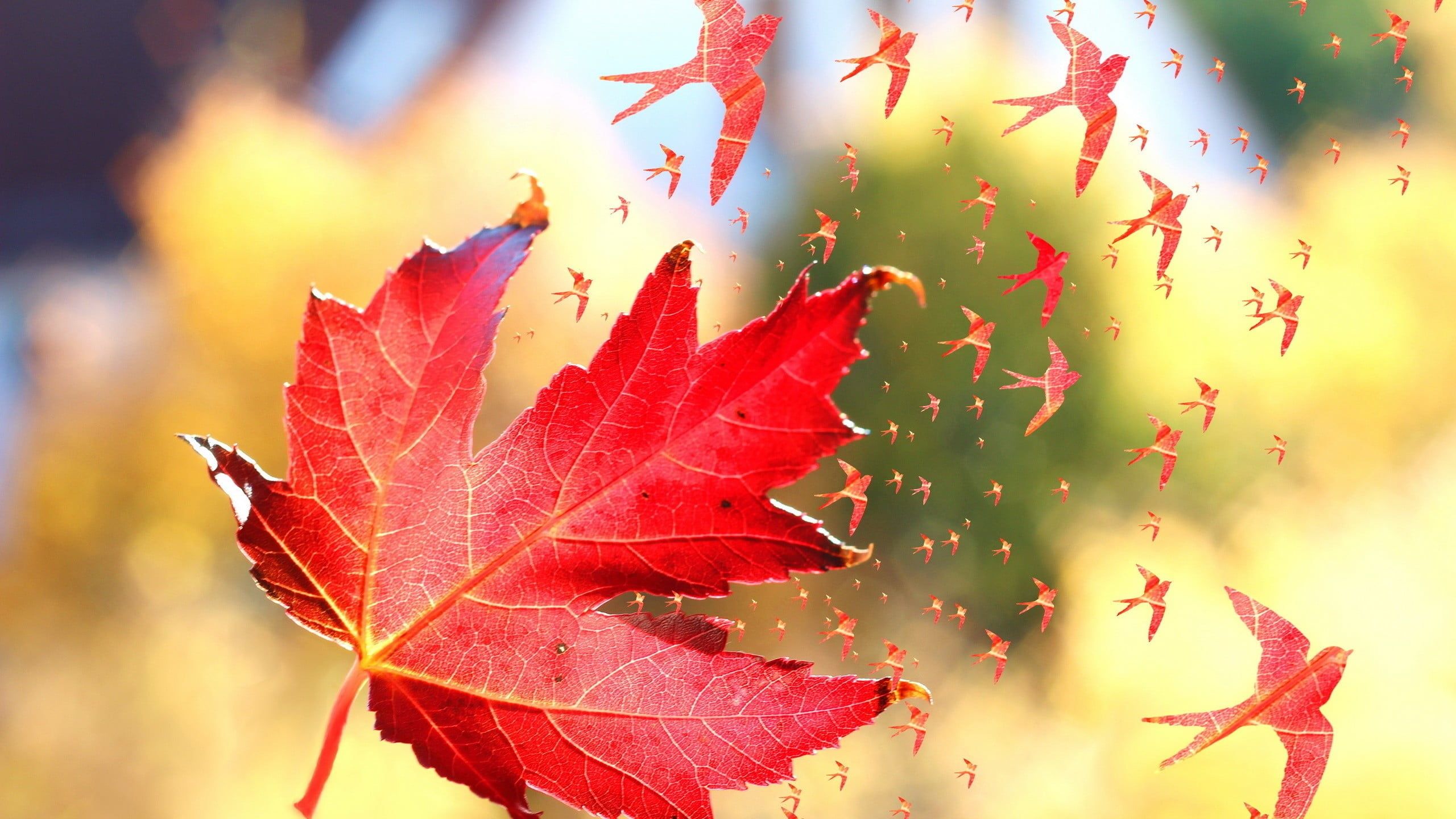 Fall Maple Leaves Wallpaper, HD Fall Maple Leaves Background on WallpaperBat
