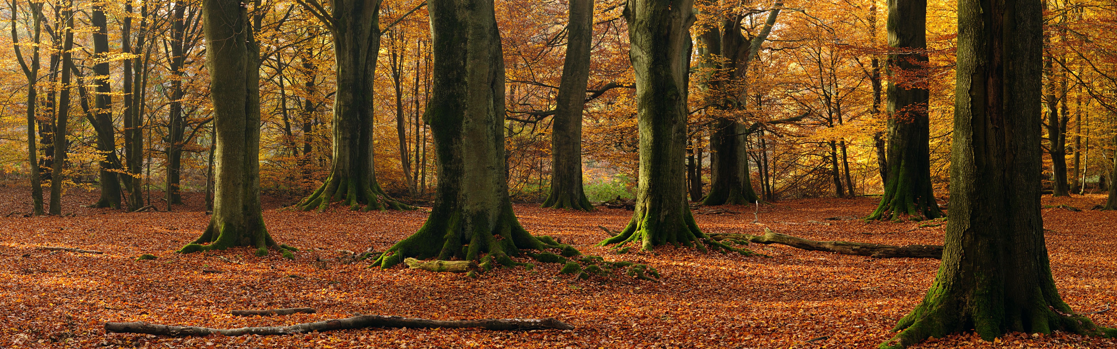 Wallpaper Beech trees, forest, autumn 3840x1200 Multi Monitor Panorama Picture, Image
