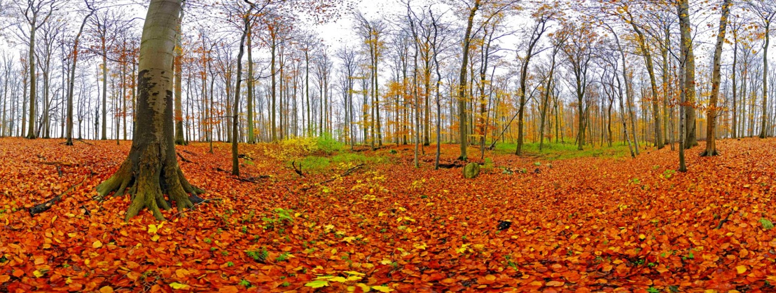 Degree Seamless Panoramic 5603 Seamless 360 Degree Panorama Image Autumn 360